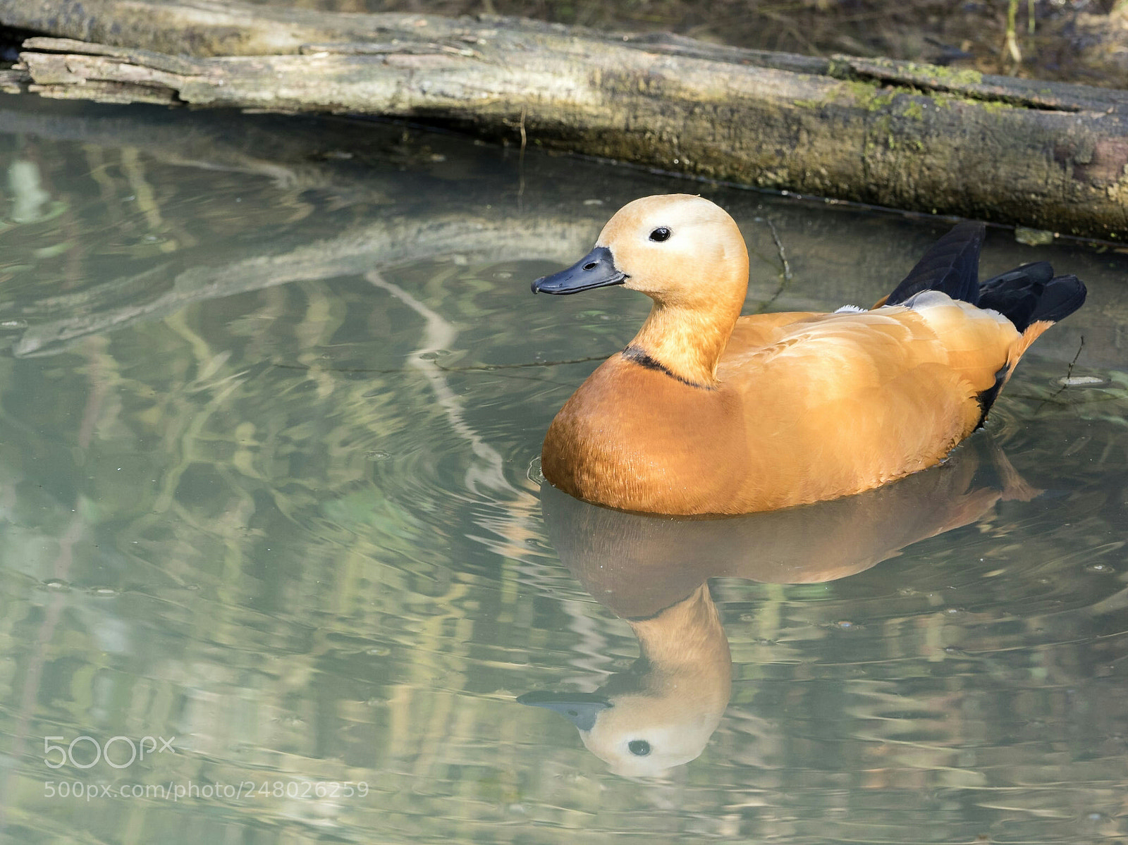 Olympus OM-D E-M1 sample photo. Ruddy shelduck photography