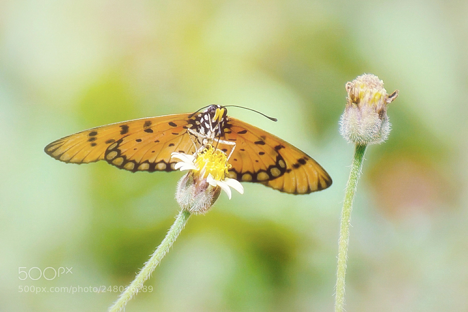Nikon D7100 sample photo. Morning acraea violae butterfly photography
