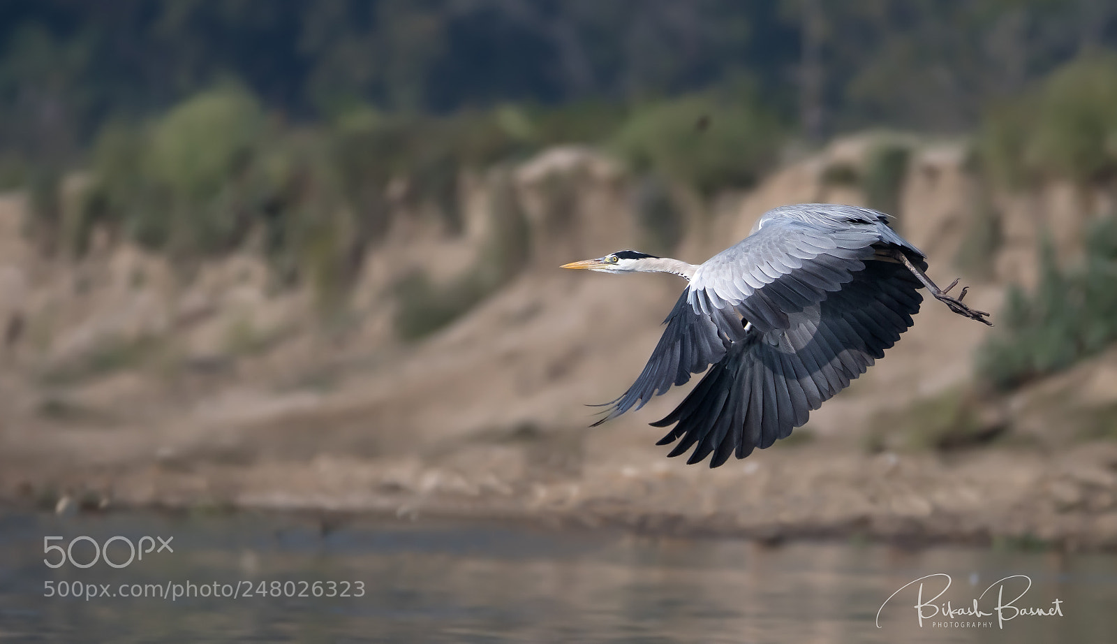 Canon EOS 7D Mark II sample photo. Grey heron photography