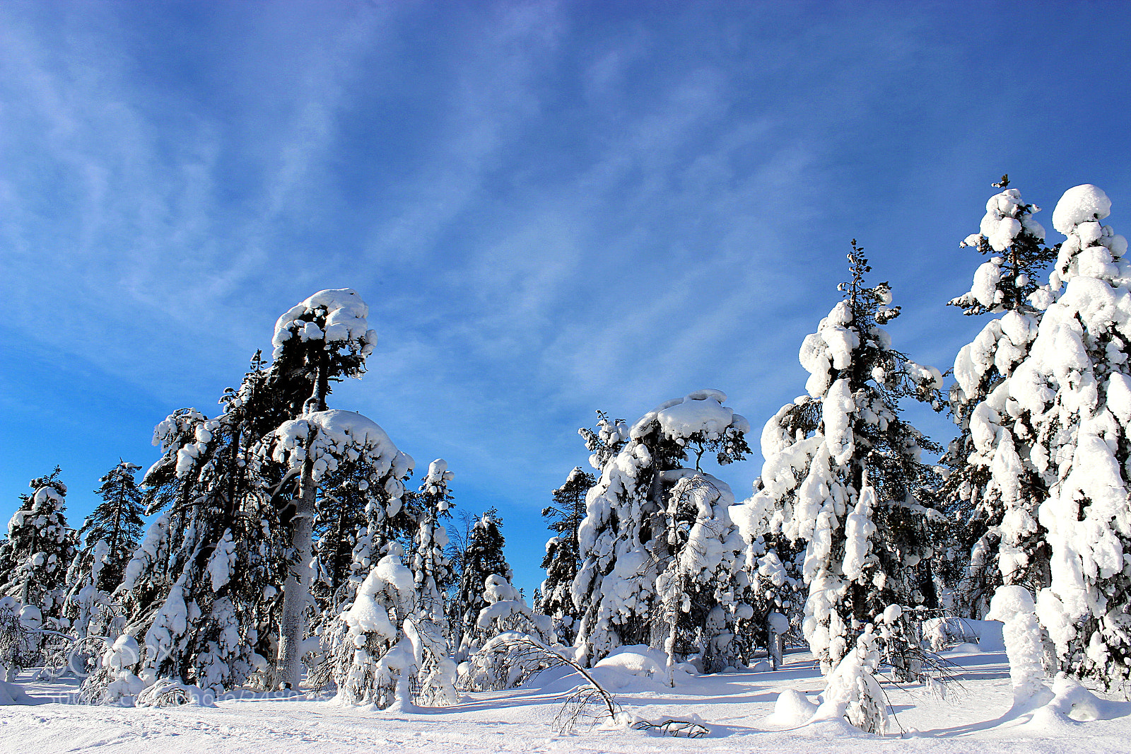 Canon EOS 600D (Rebel EOS T3i / EOS Kiss X5) sample photo. Winter photography