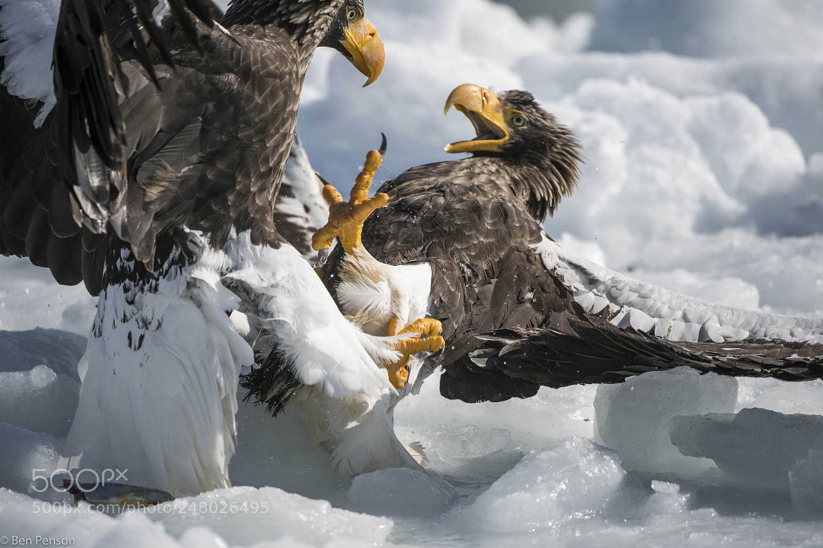 Nikon D4 sample photo. Angry birds! photography