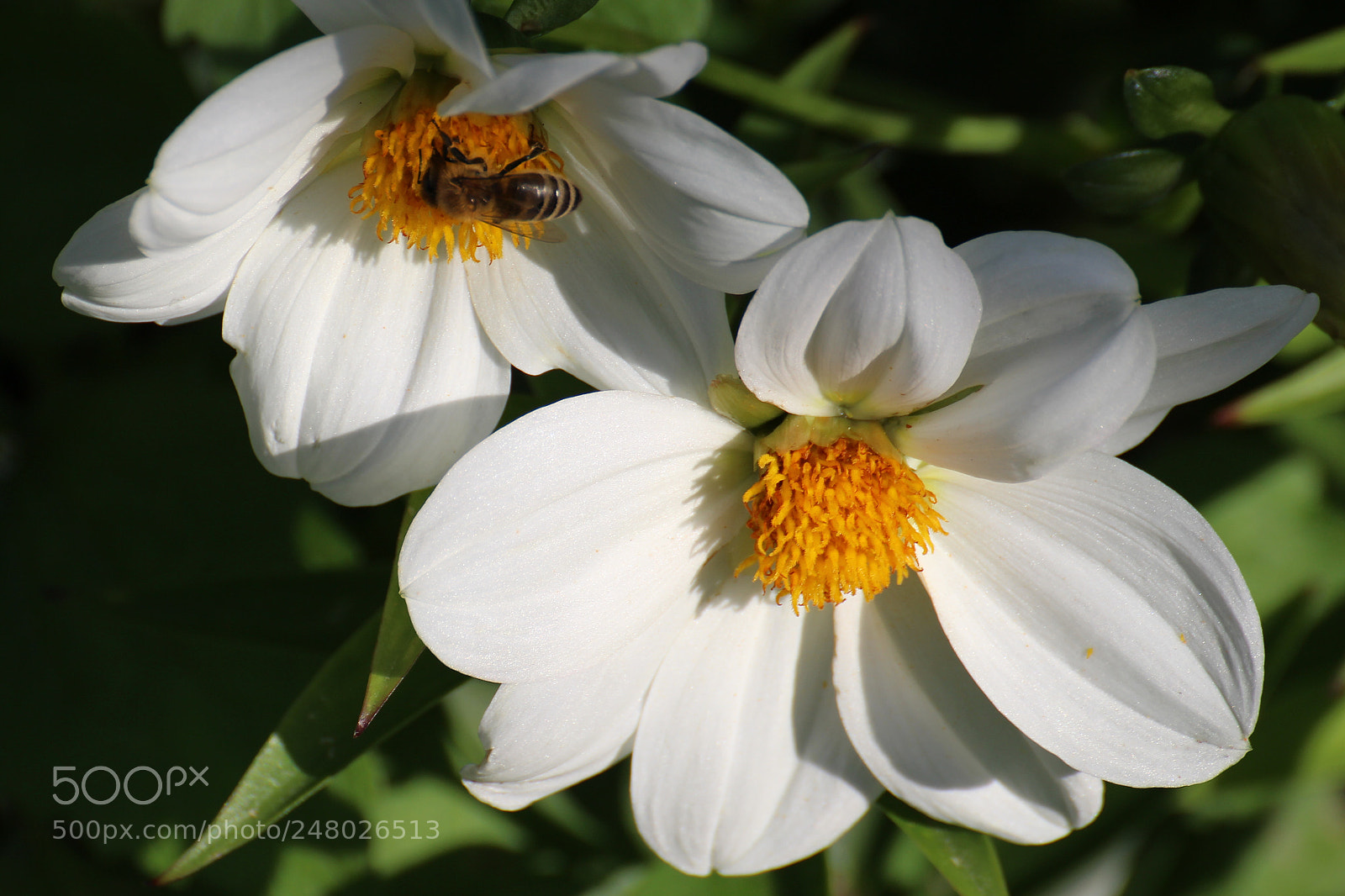 Canon EOS 700D (EOS Rebel T5i / EOS Kiss X7i) sample photo. Dahlia sneezy & bee photography