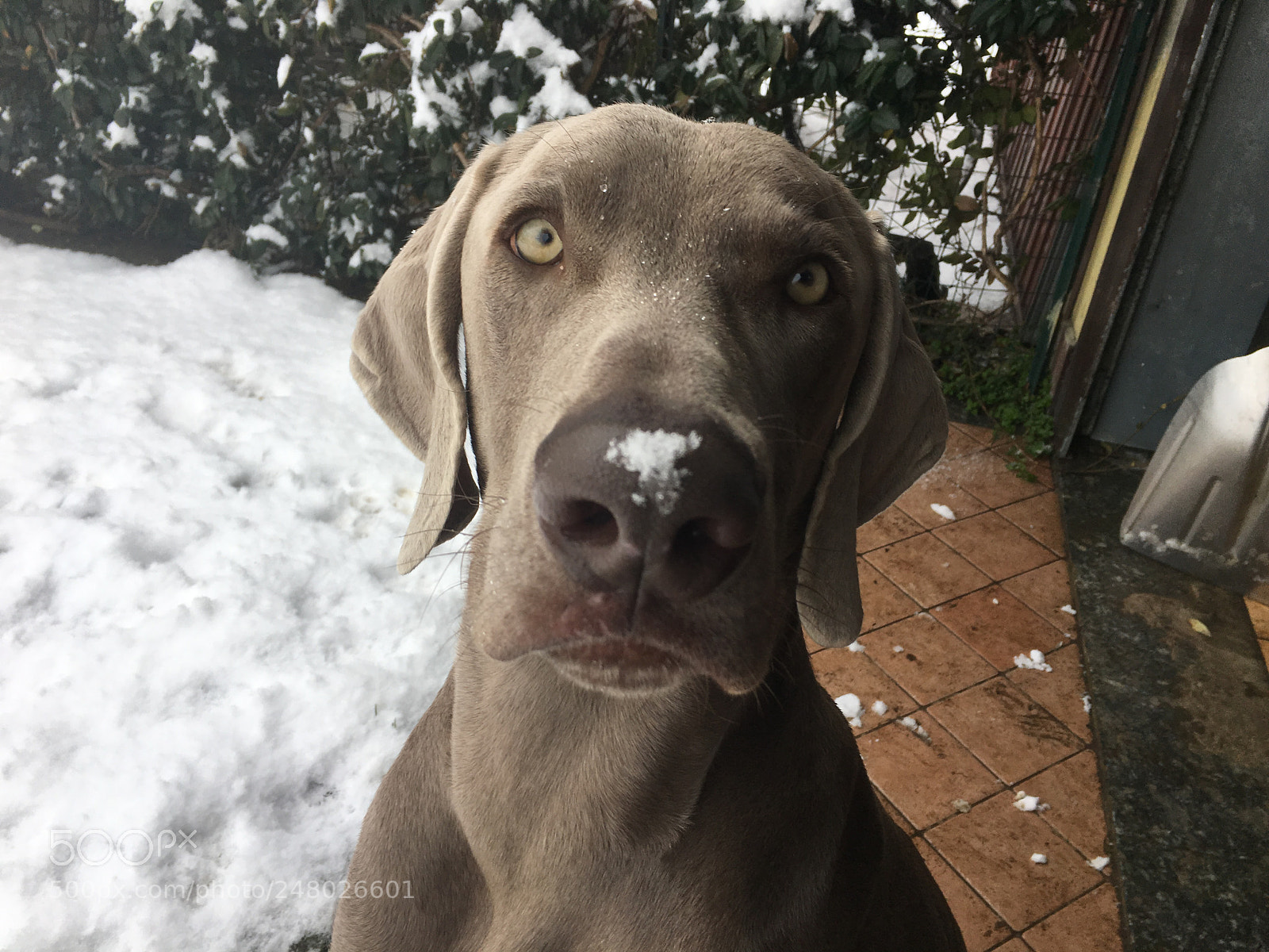 Apple iPhone 6s sample photo. Ugo and the snow photography