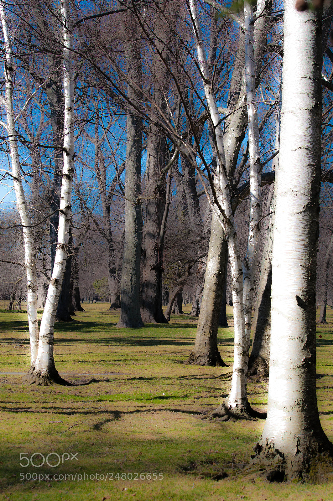 Nikon D90 sample photo. Silver epic photography