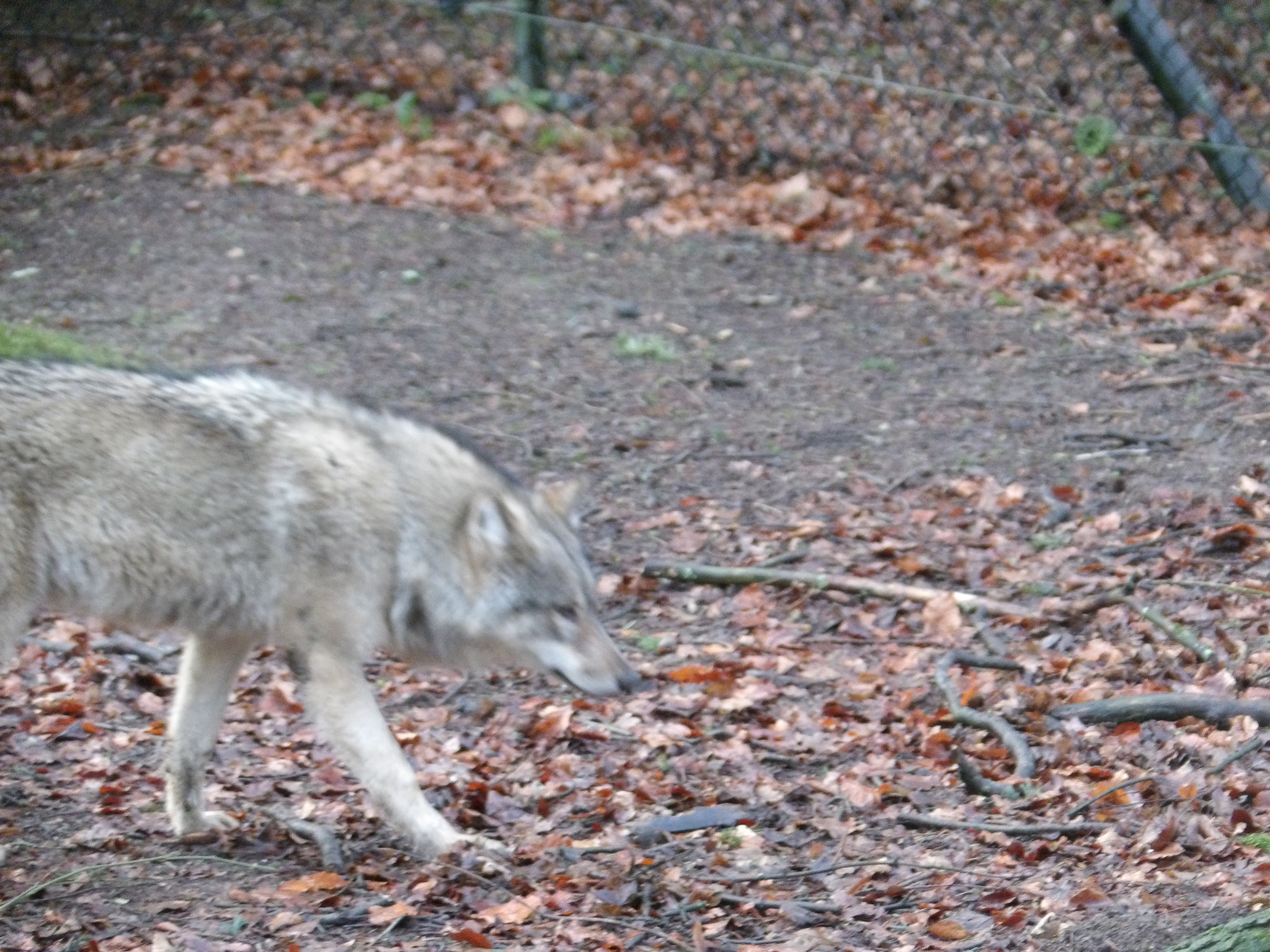 JK KODAK PIXPRO AZ651 sample photo. Grey wolf 2 photography