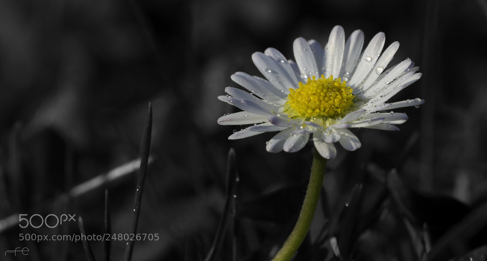 Nikon D800 sample photo. Daisy photography