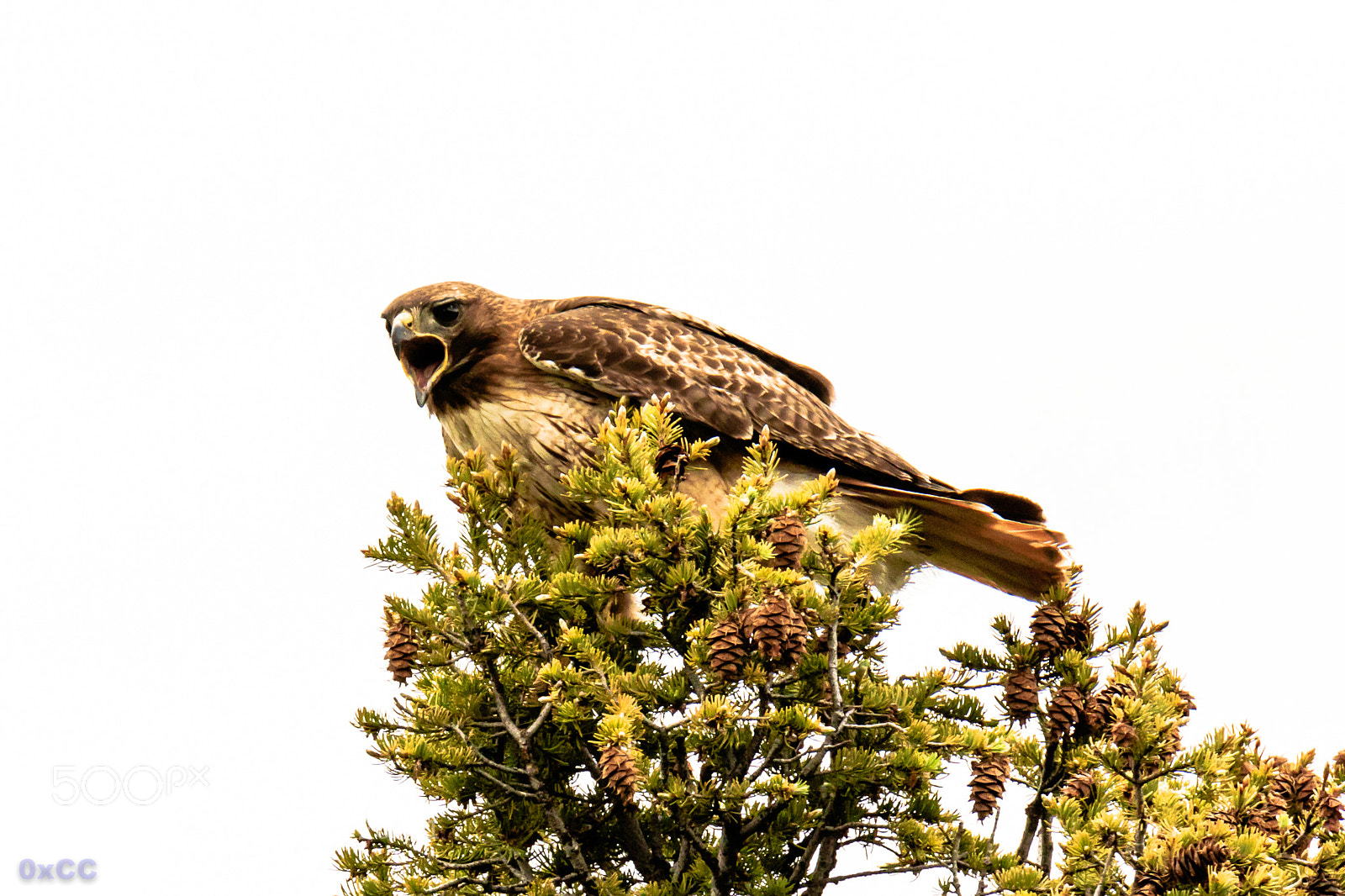 Canon EOS 7D Mark II sample photo. Angry hawk photography