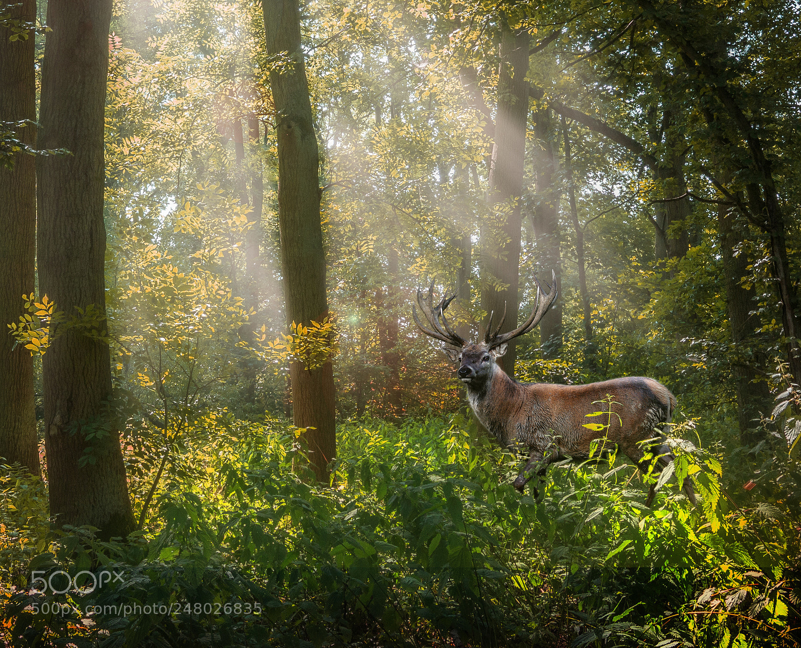 Canon EOS 60D sample photo. Forest fallow photography