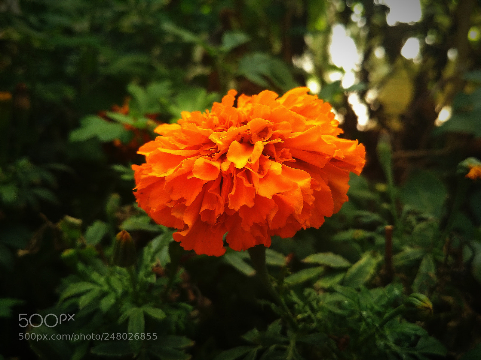 Xiaomi Redmi 4 Pro sample photo. Untitled photography