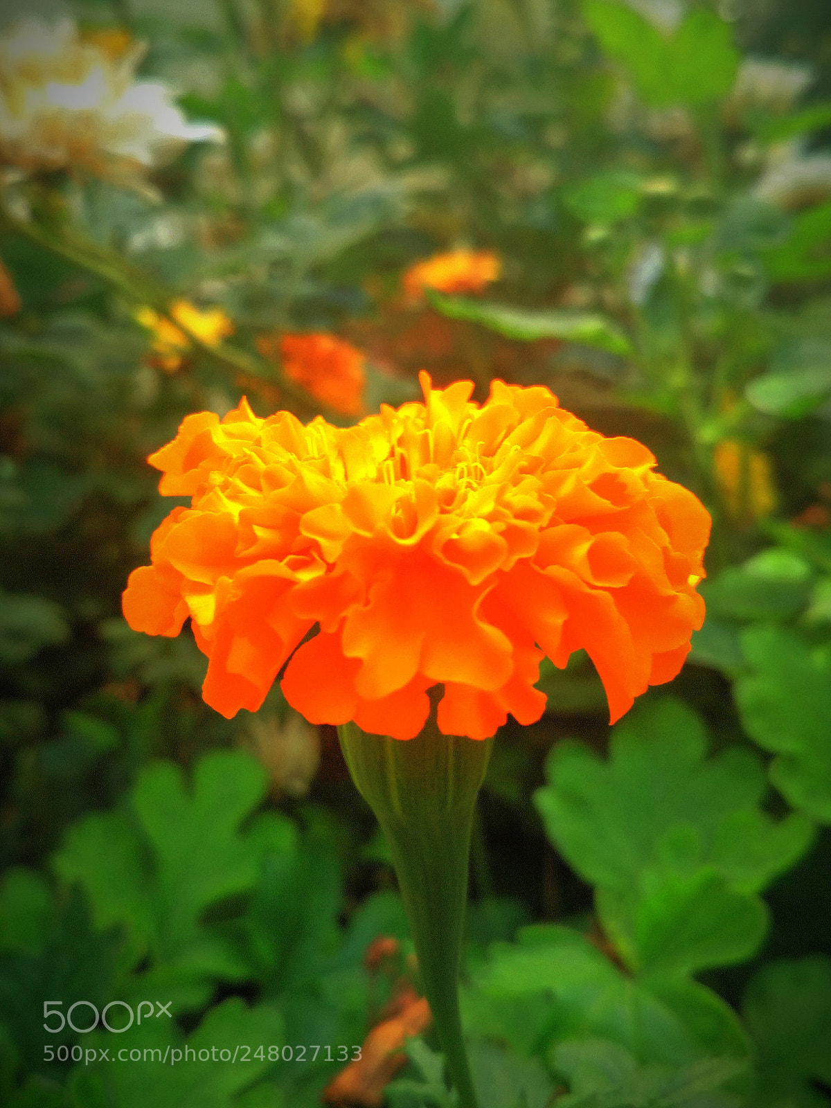 Xiaomi Redmi 4 Pro sample photo. Untitled photography