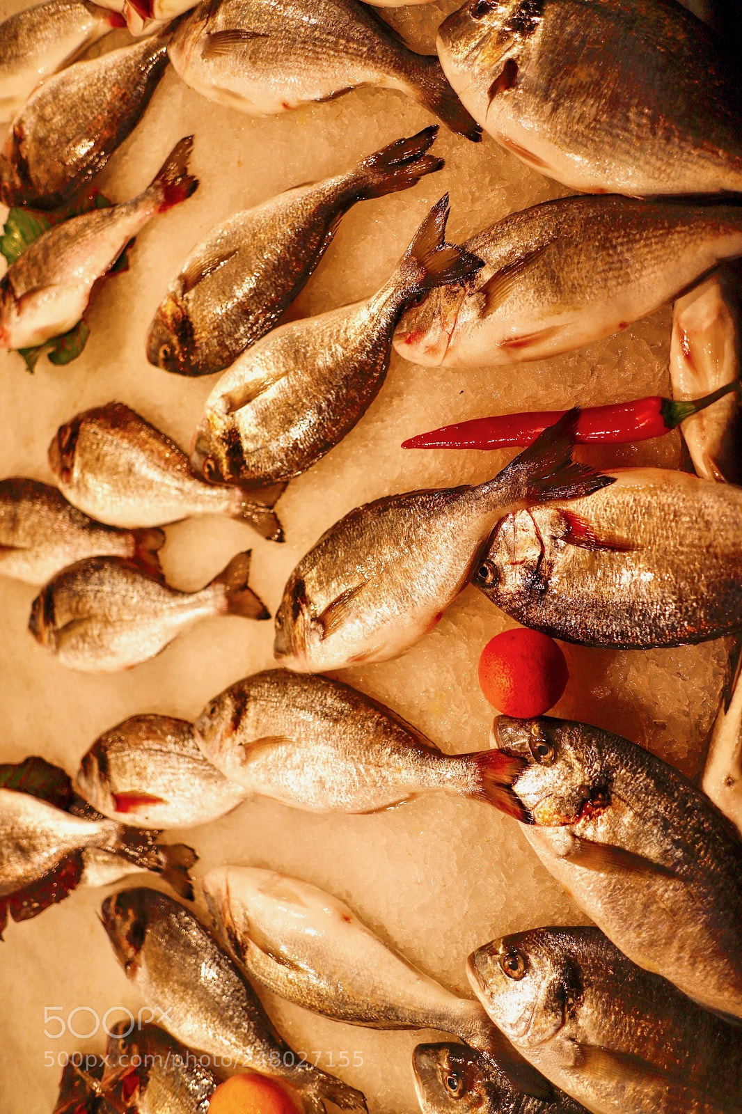 Canon EOS 6D Mark II sample photo. Fish photography