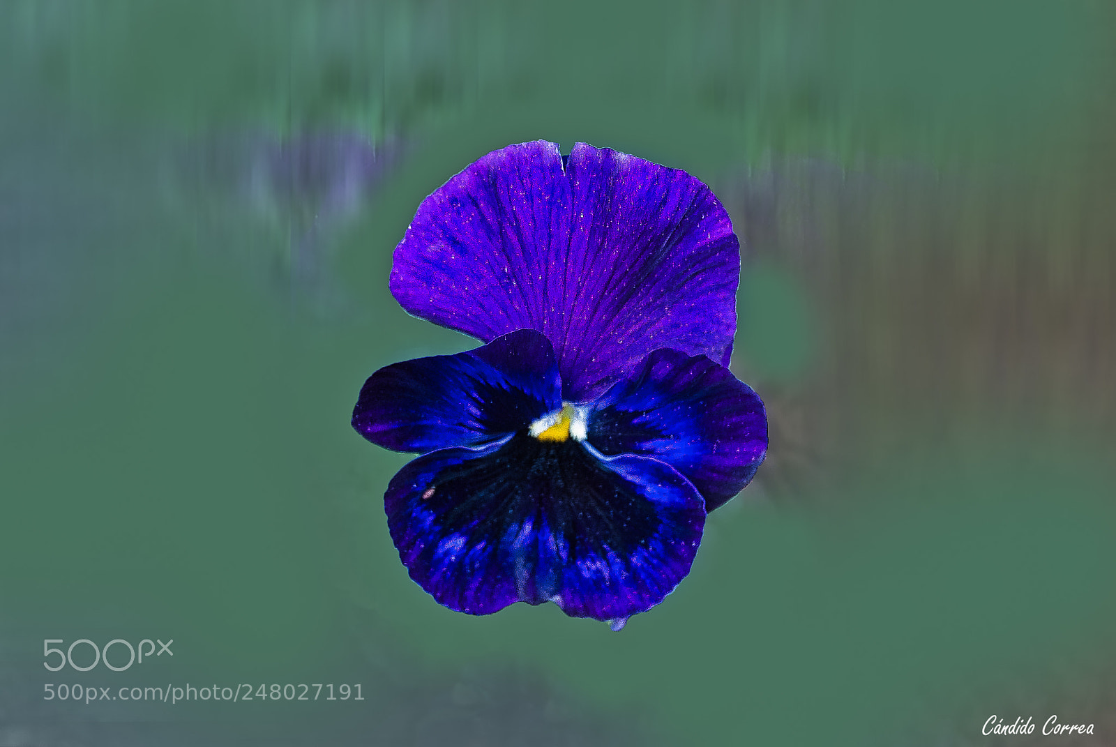 Nikon D3000 sample photo. Pensamiento (viola tricolor) photography
