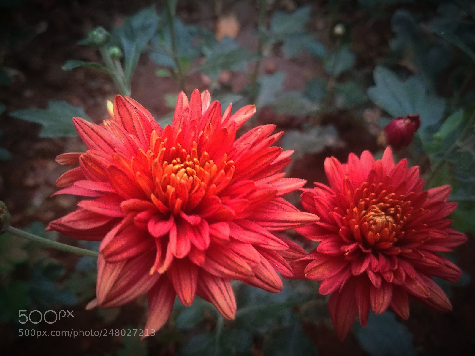 Xiaomi Redmi 4 Pro sample photo. ???? photography