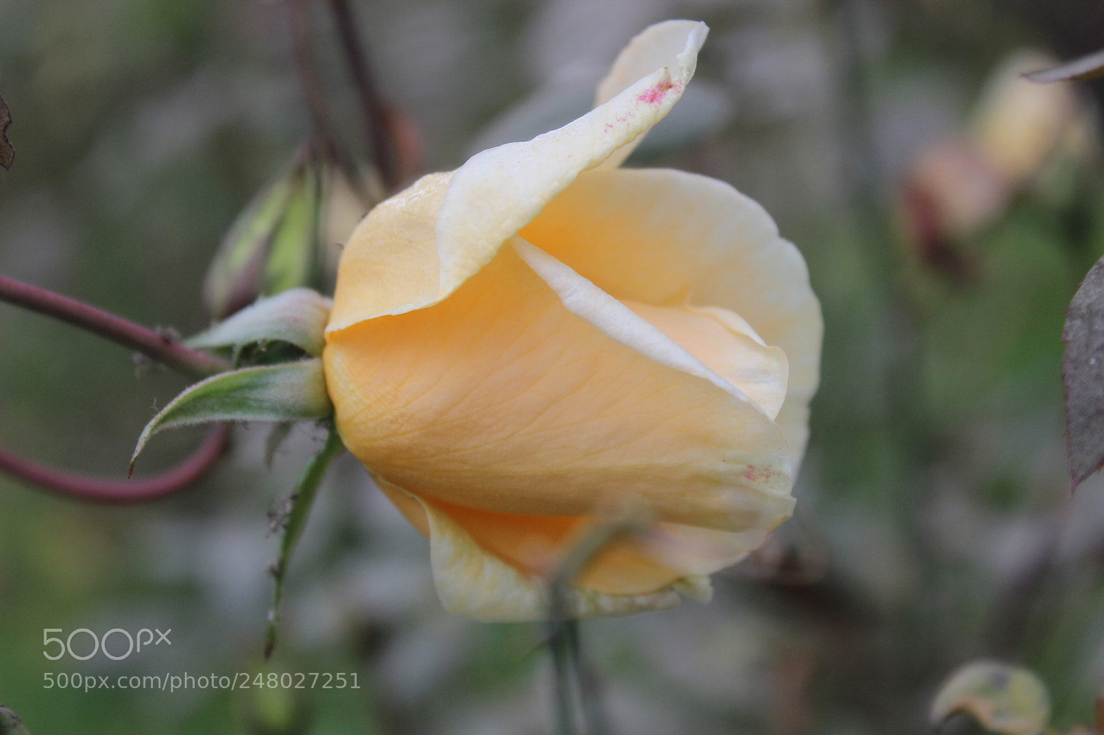 Canon EOS 600D (Rebel EOS T3i / EOS Kiss X5) sample photo. Img photography