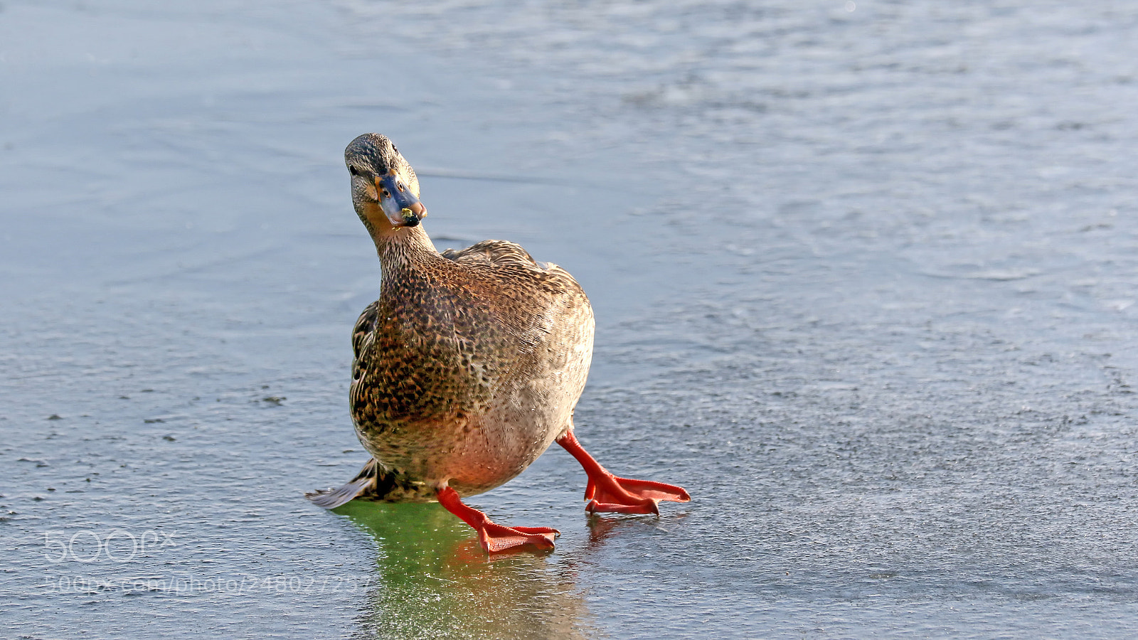 Canon EOS 7D Mark II sample photo. Ice skater photography