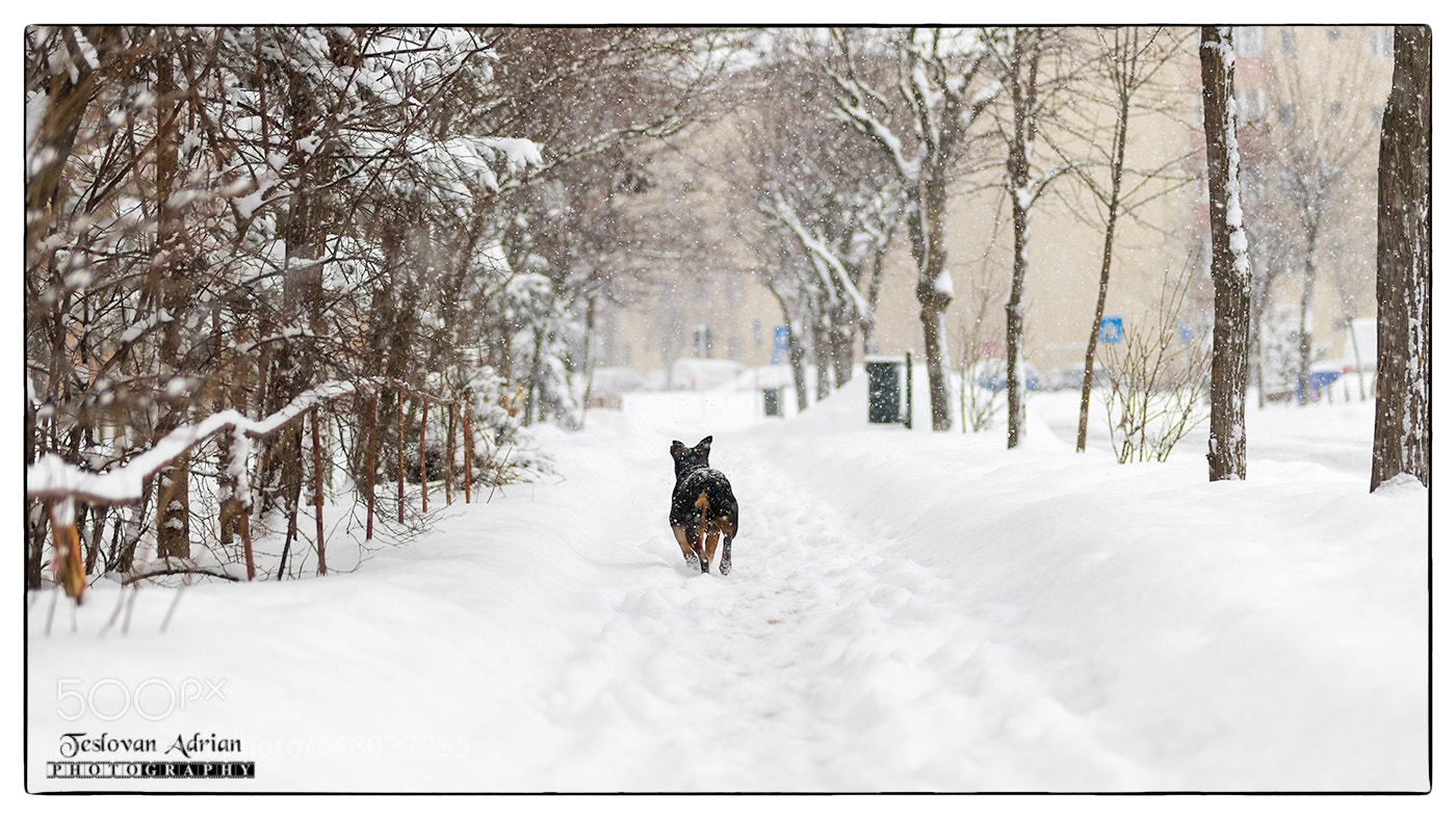 Canon EOS 7D Mark II sample photo. Walking in the snow photography