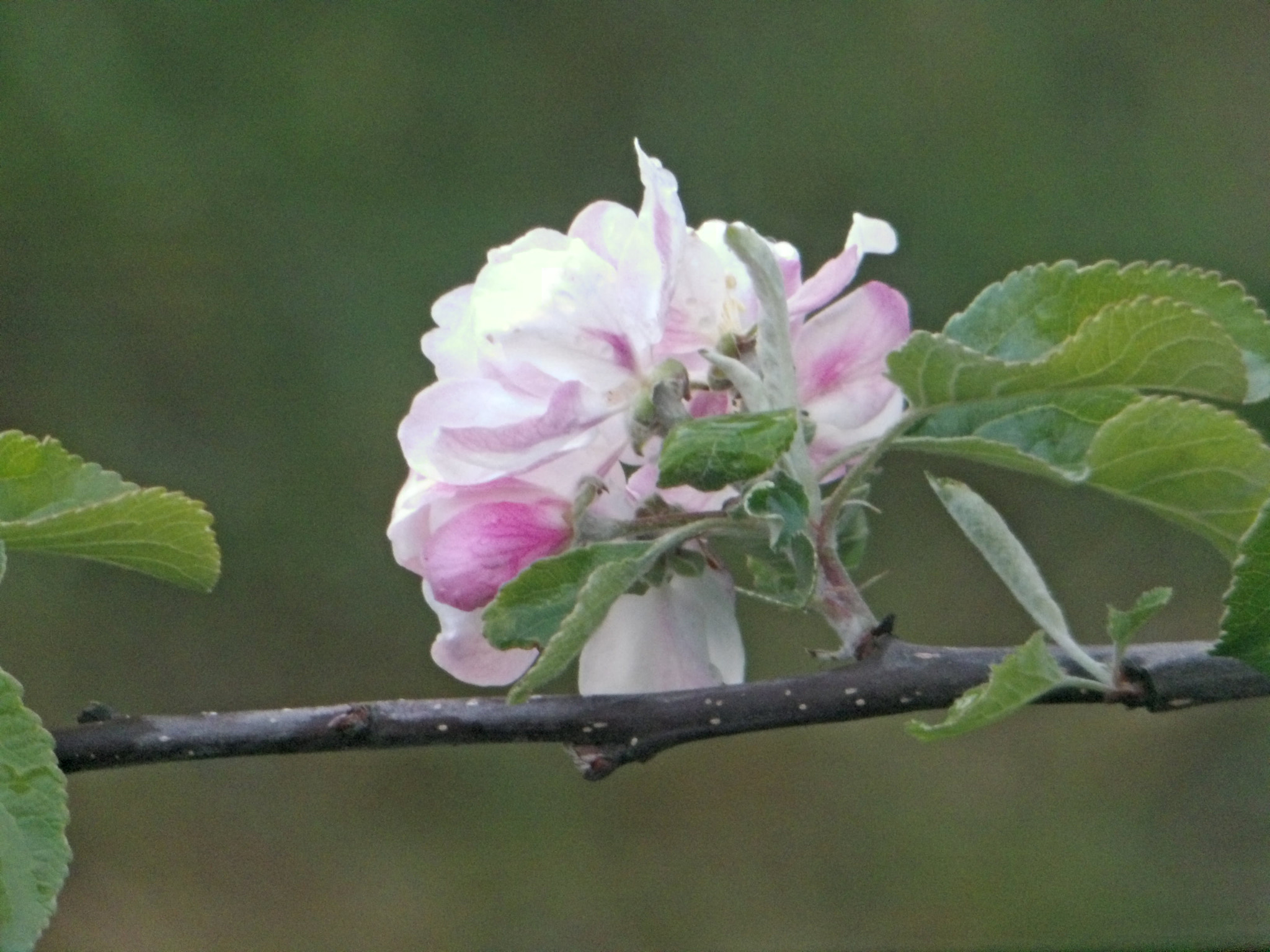 JK KODAK PIXPRO AZ651 sample photo. Apple blossom photography