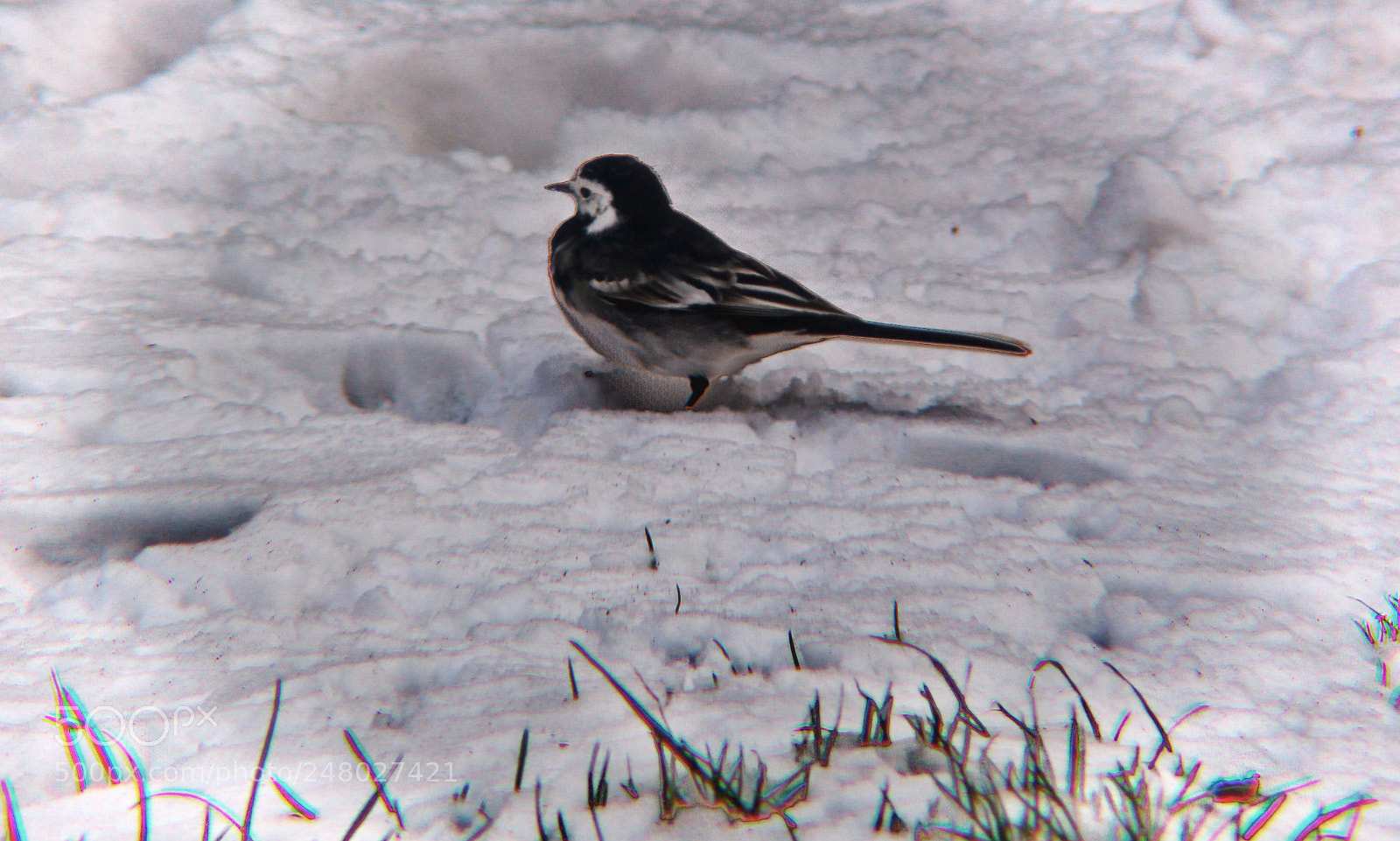 Canon EOS 700D (EOS Rebel T5i / EOS Kiss X7i) sample photo. Wagtail photography