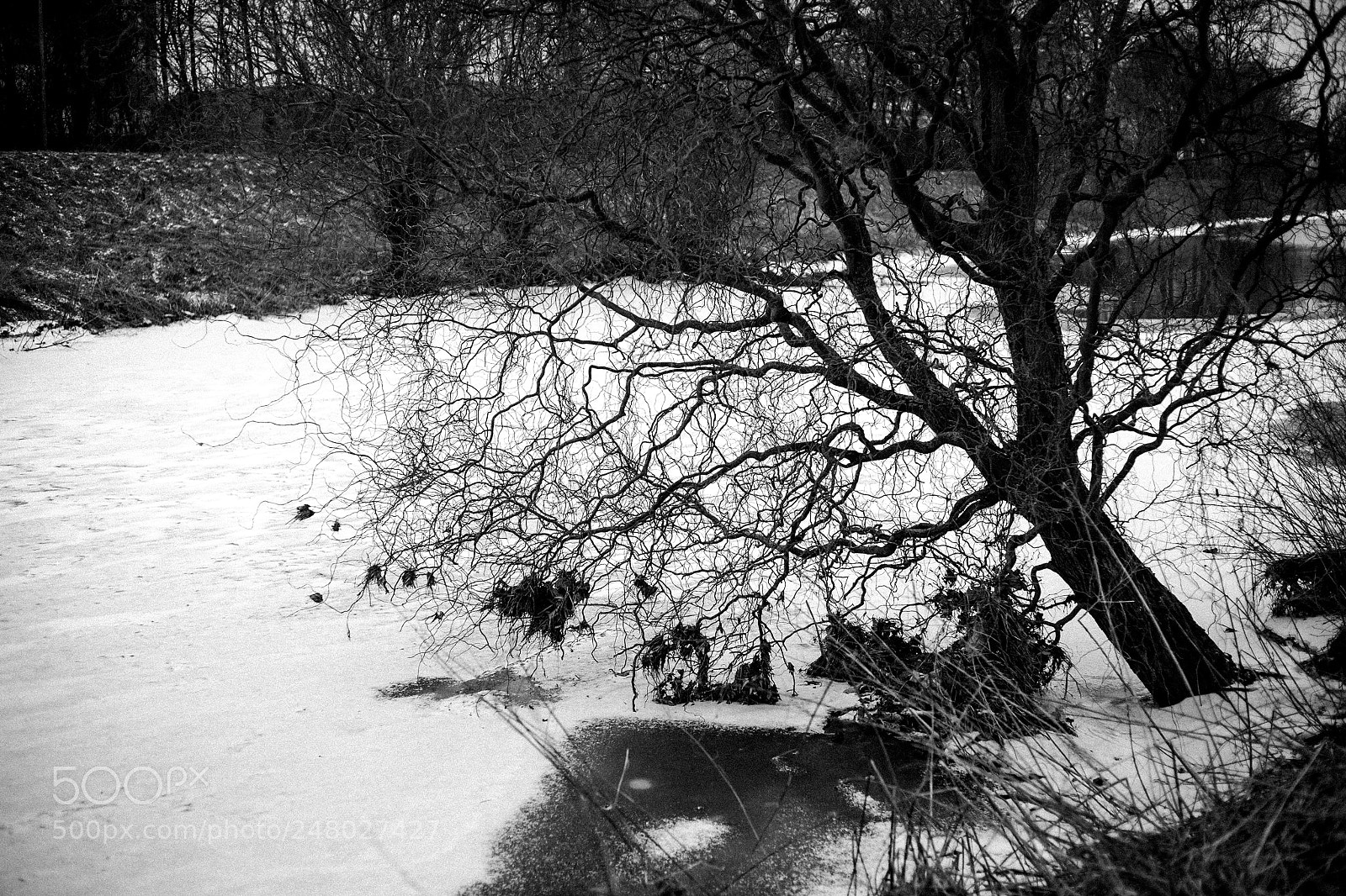 Canon EOS 5D sample photo. Tree in snowy river photography