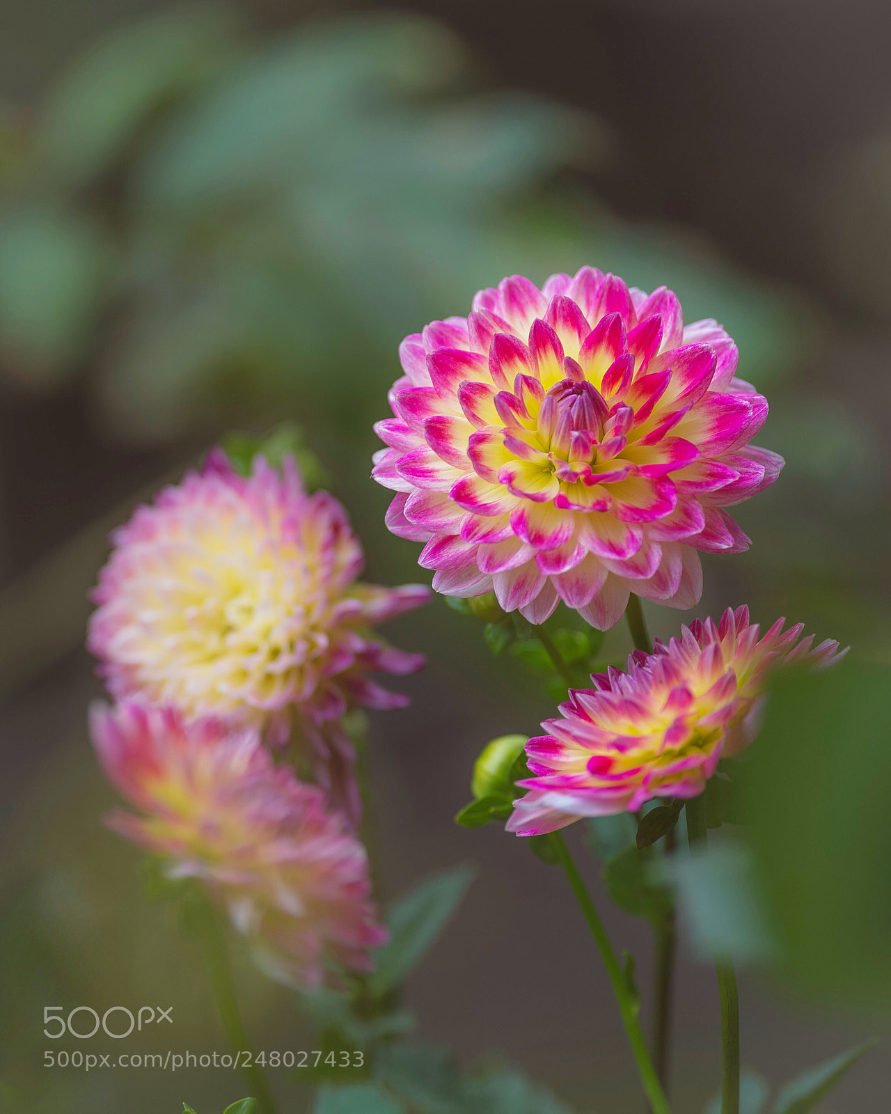 Nikon D800E sample photo. Dahlia photography