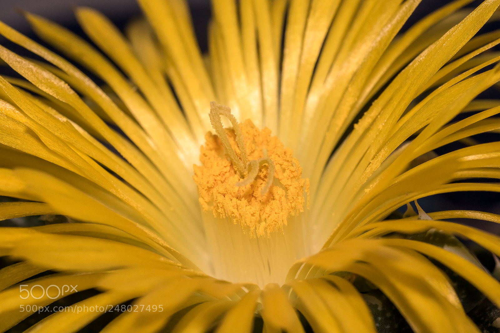Canon EOS 750D (EOS Rebel T6i / EOS Kiss X8i) sample photo. Faucaria felina photography