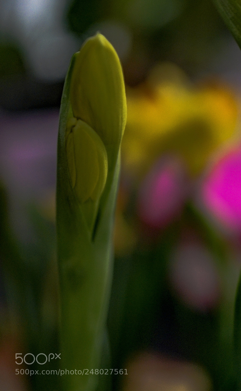 Sony a7 II sample photo. Early spring photography