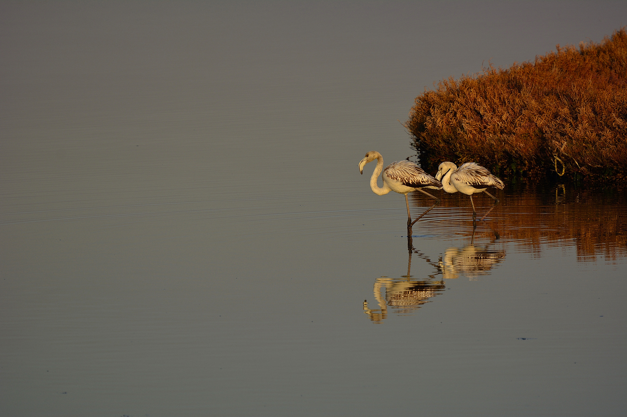 Nikon D7100 sample photo. Flamingo photography