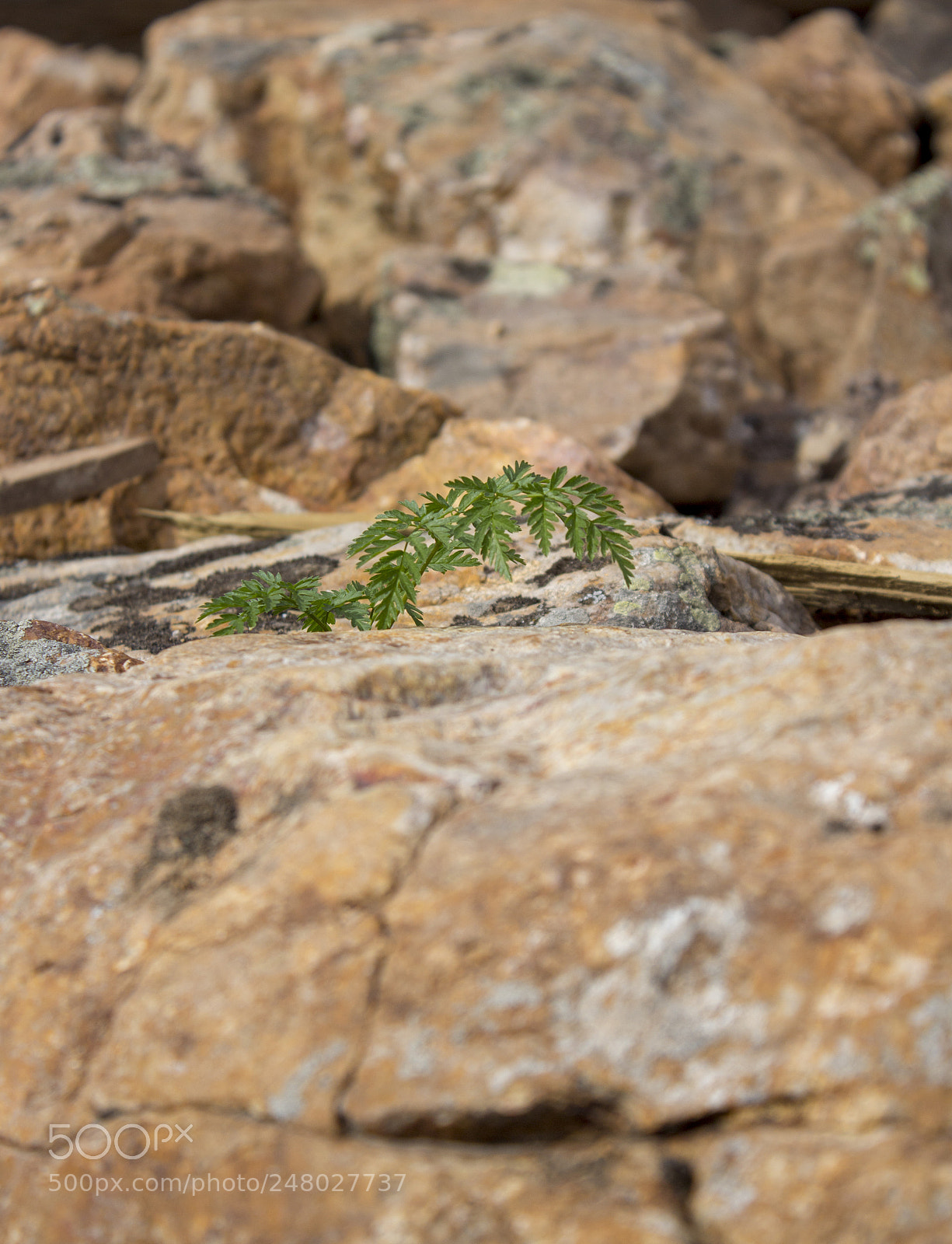 Canon EOS 650D (EOS Rebel T4i / EOS Kiss X6i) sample photo. Diamond among the rocks photography