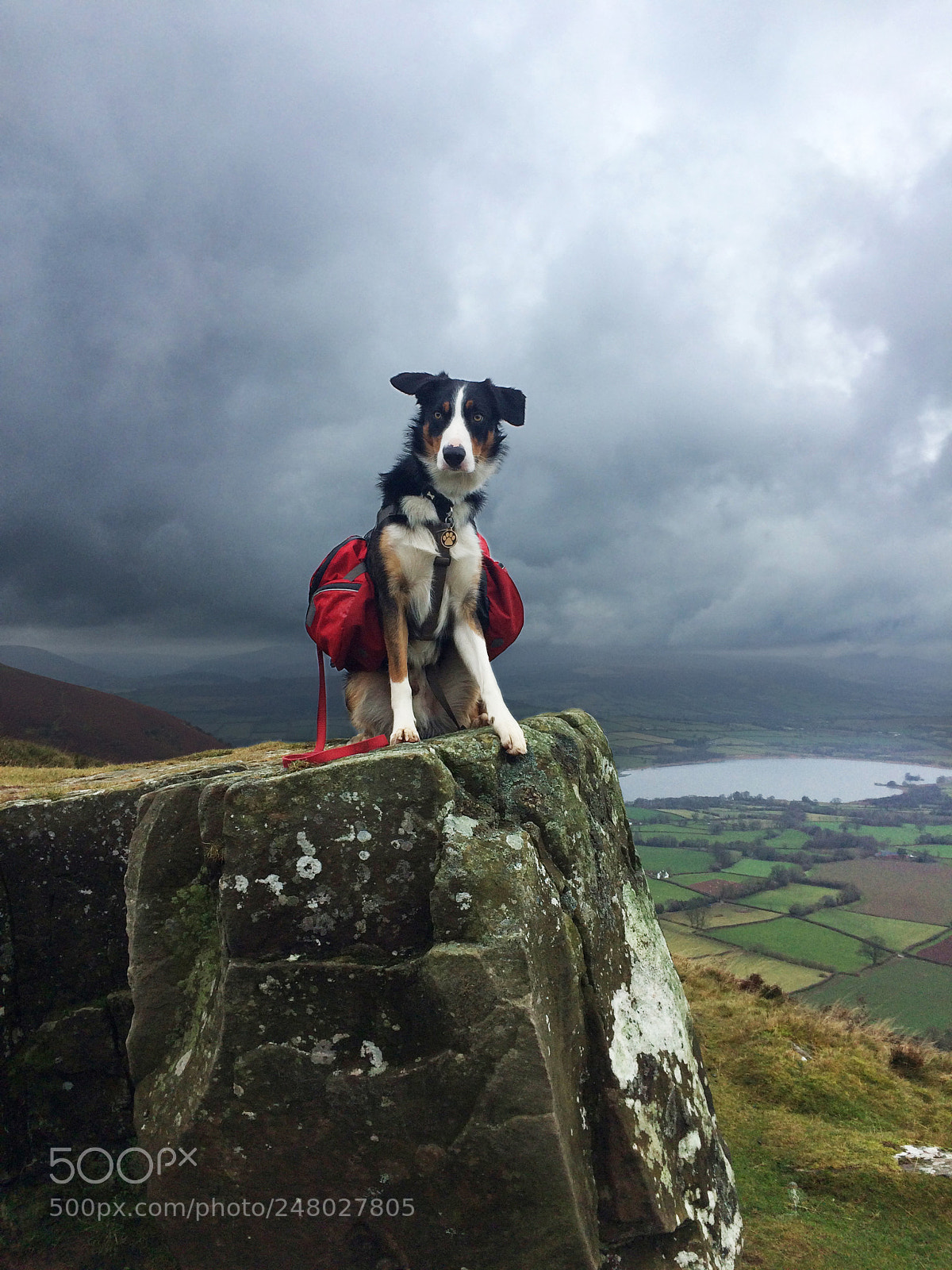 Apple iPhone 5s sample photo. Dog trekking photography
