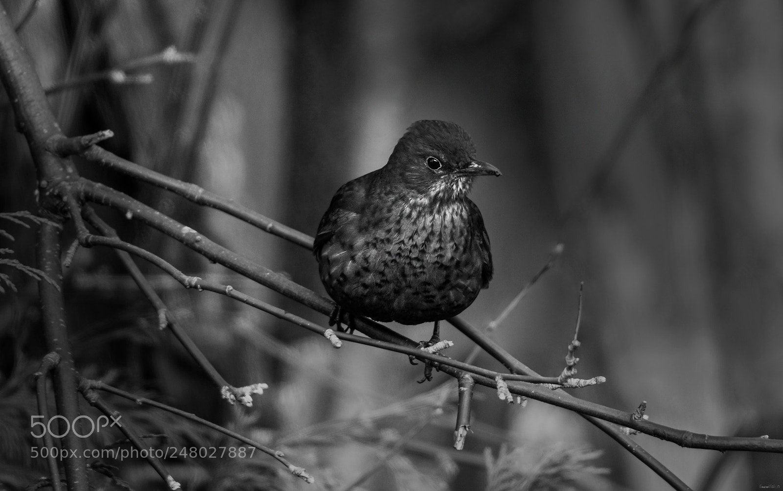 Nikon D850 sample photo. Female blackbird in black photography