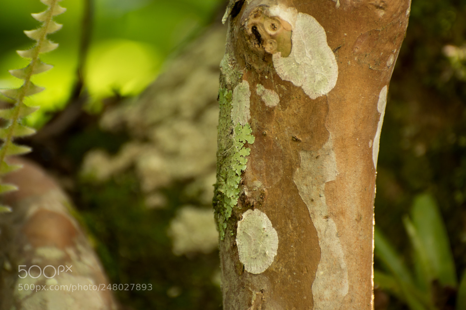 Nikon D7500 sample photo. Wood photography