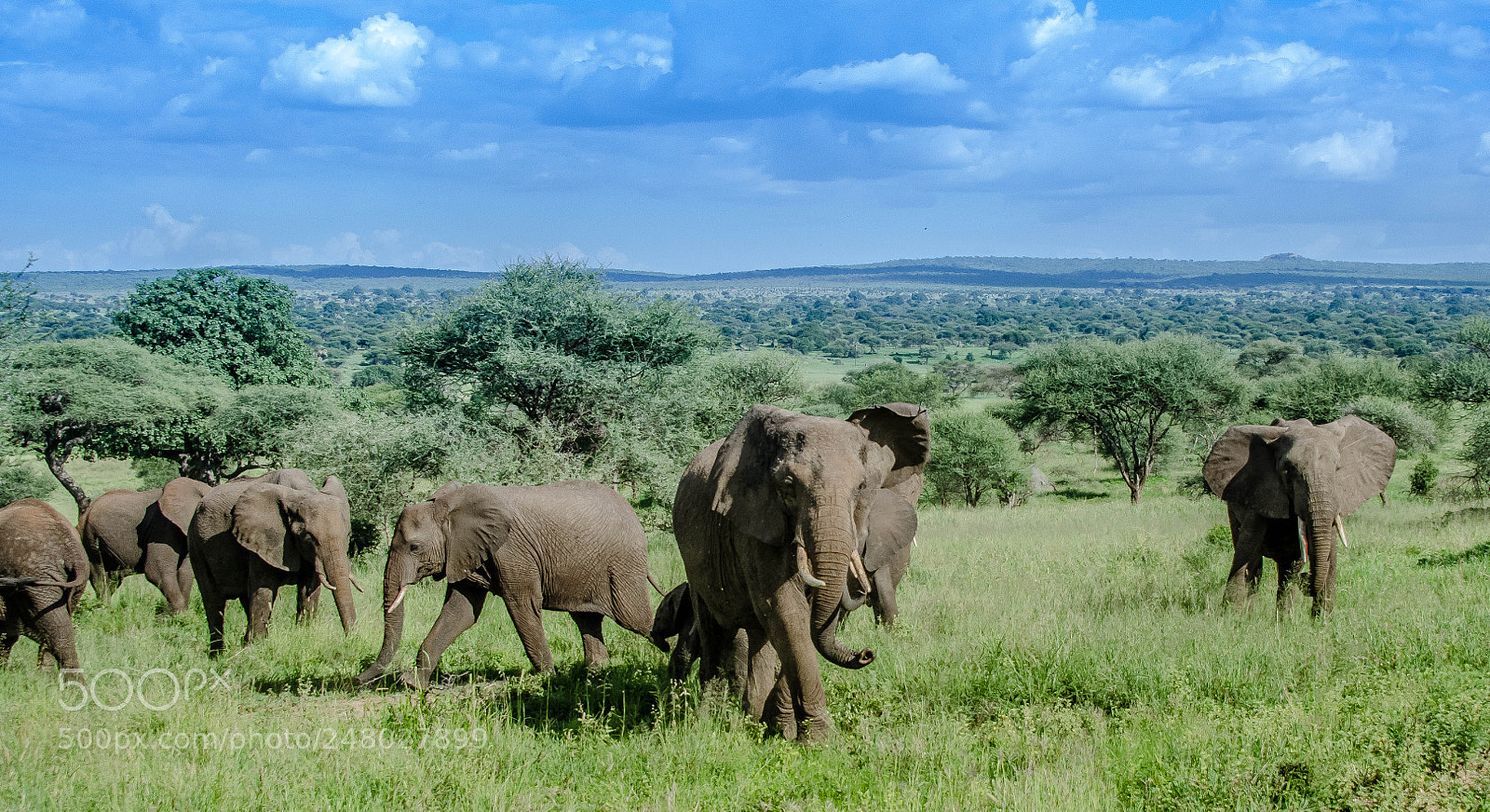 Nikon D7000 sample photo. Elephant herd photography