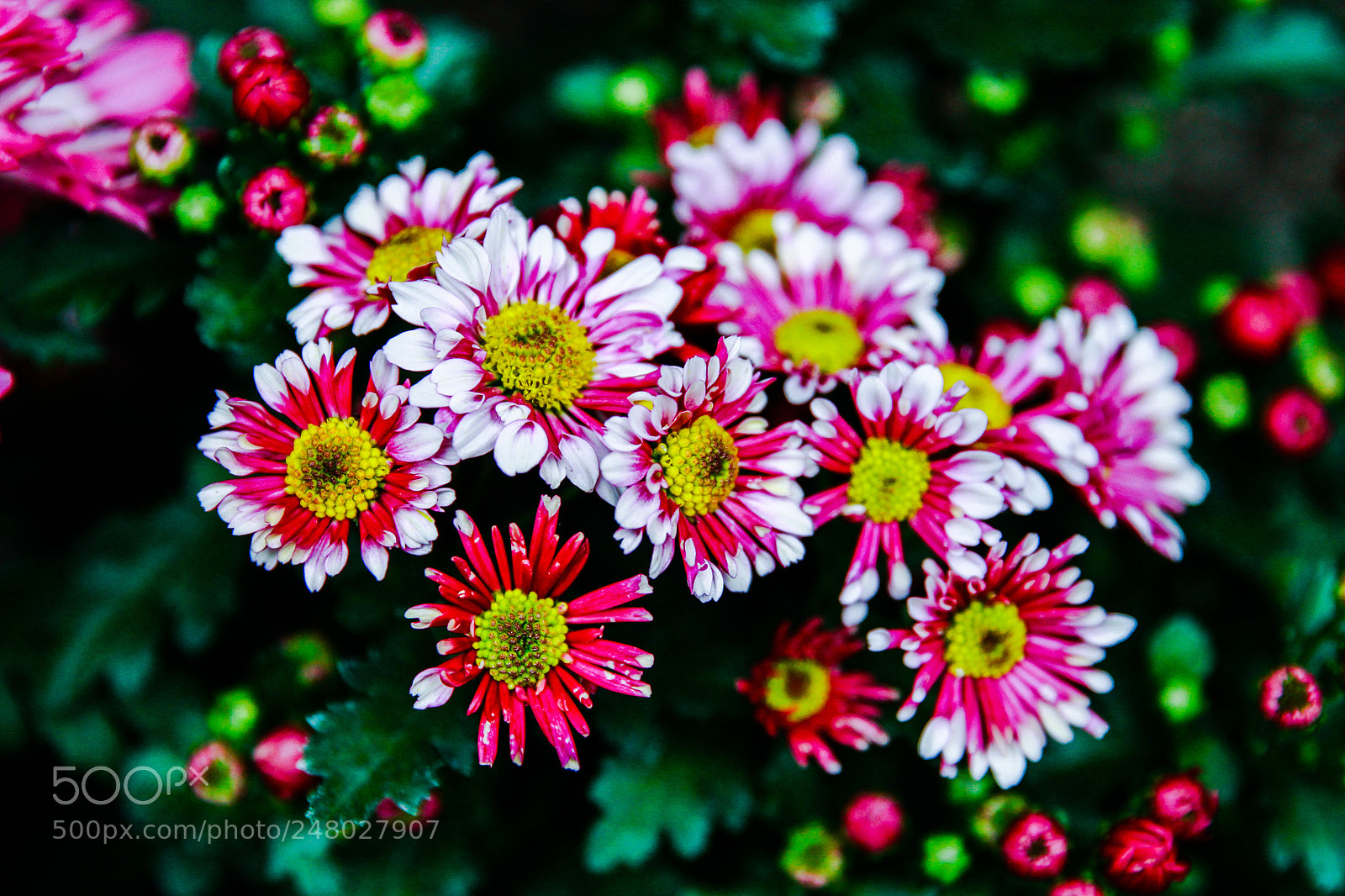 Canon EOS-1D Mark IV sample photo. Untitled photography