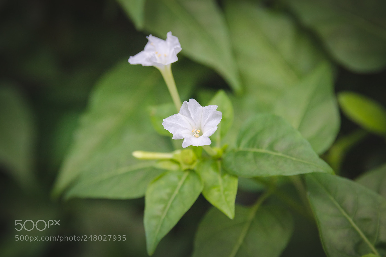 Canon EOS 80D sample photo. *** photography