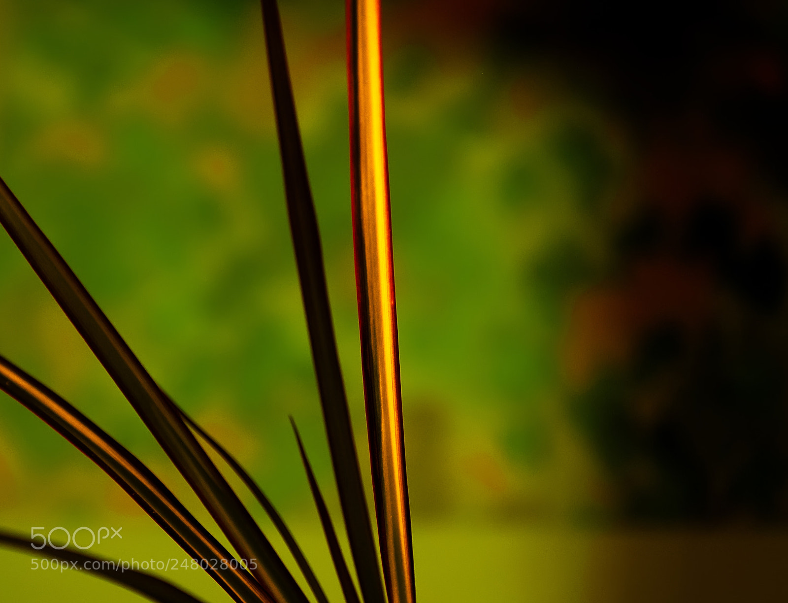 Fujifilm X-T2 sample photo. La plante aux tiges photography