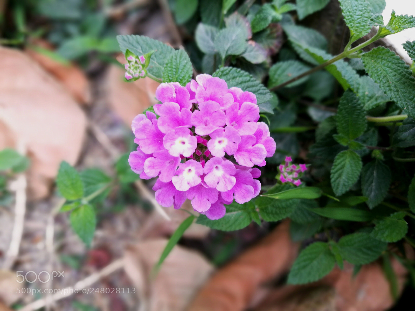 HUAWEI P9 Plus sample photo. Untitled photography
