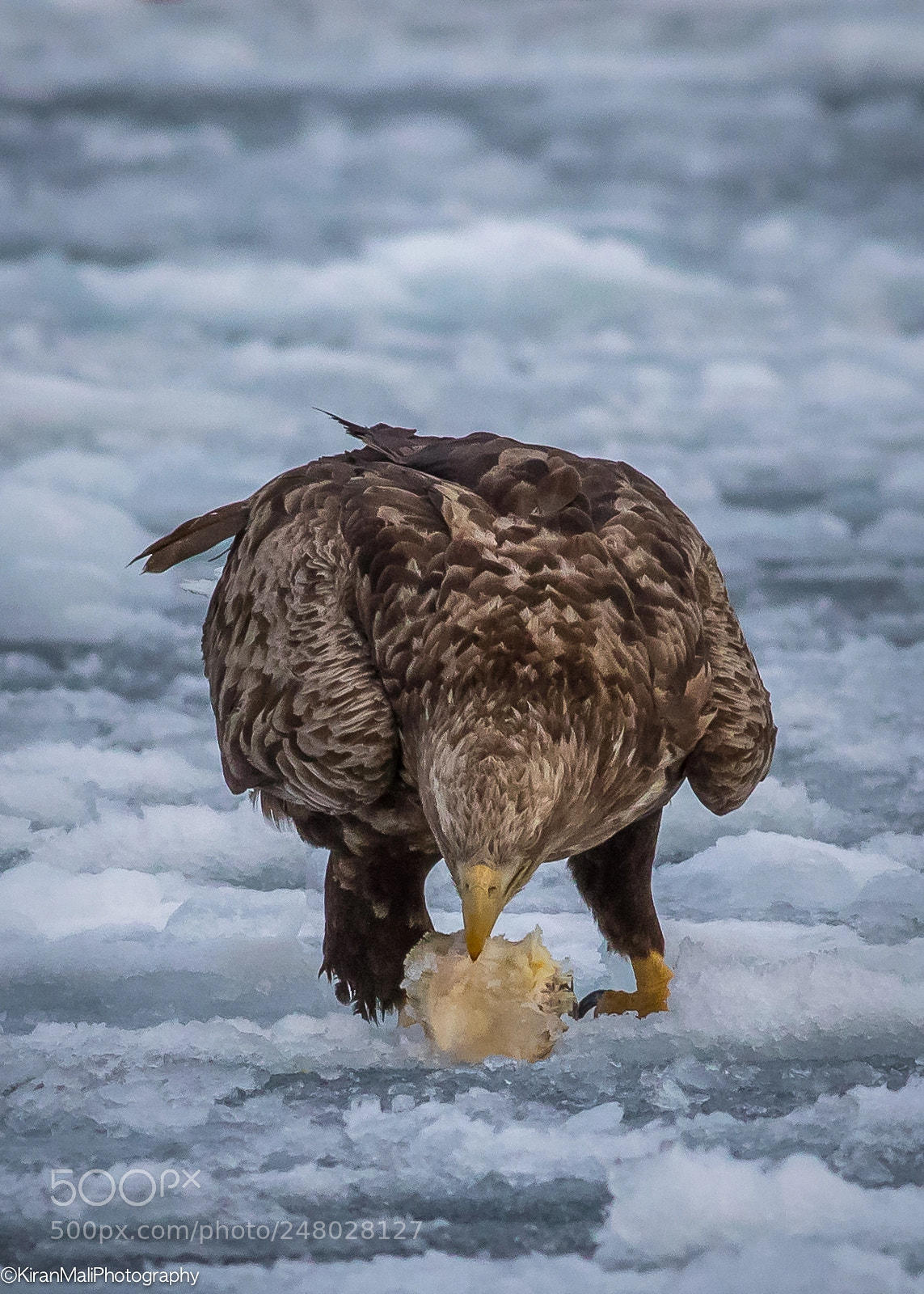 Canon EOS 7D Mark II sample photo. White tailed eagle feast photography