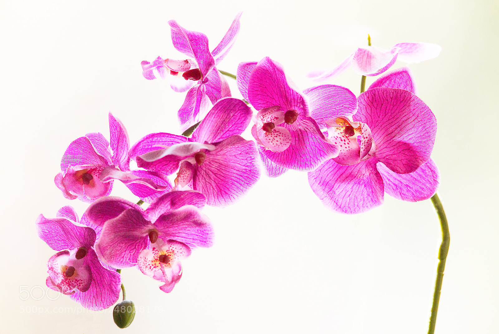 Leica M (Typ 240) sample photo. Phalaenopsis - synthetic an photography