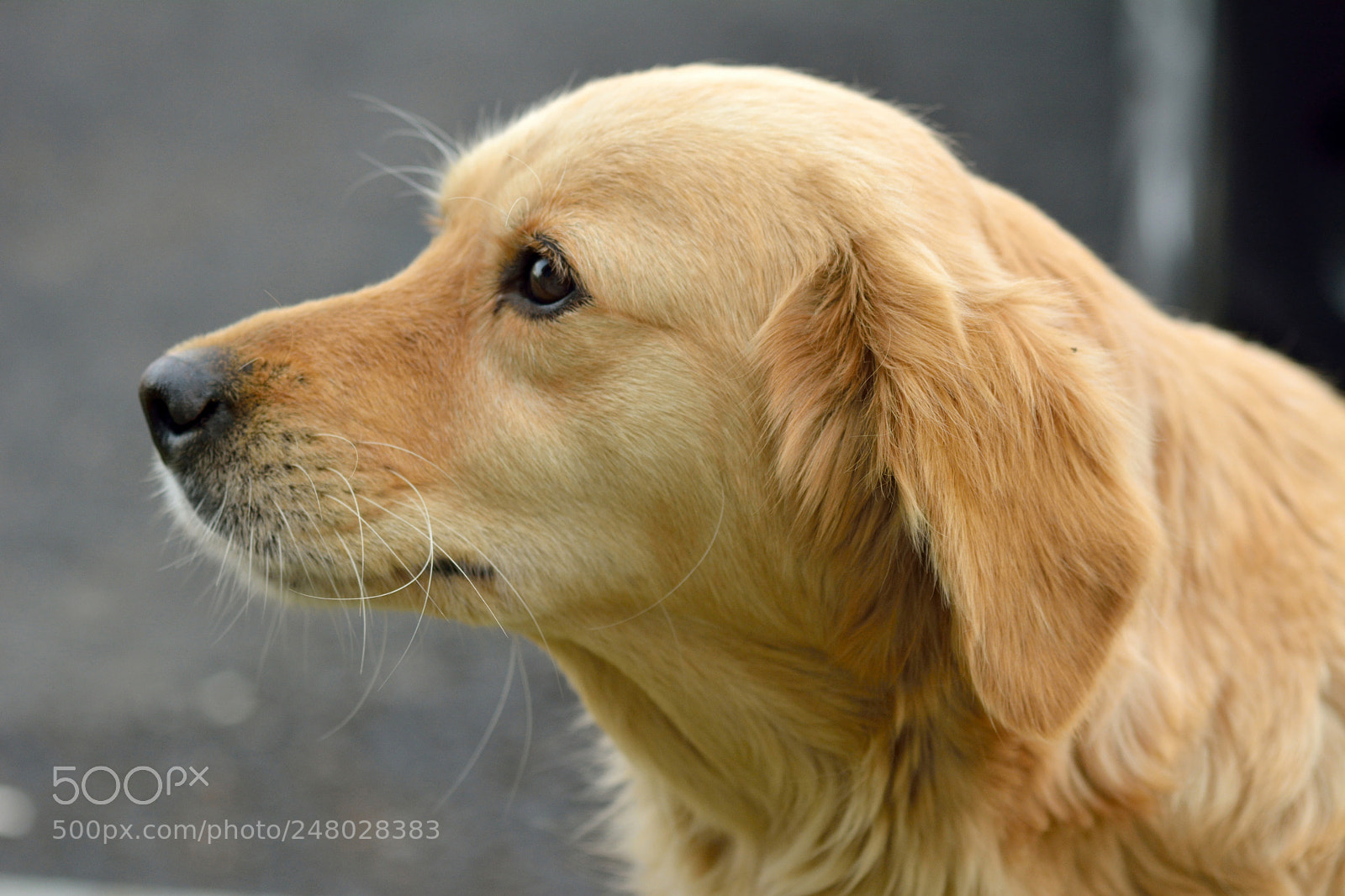 Nikon D7100 sample photo. Portrait of golden retriever photography