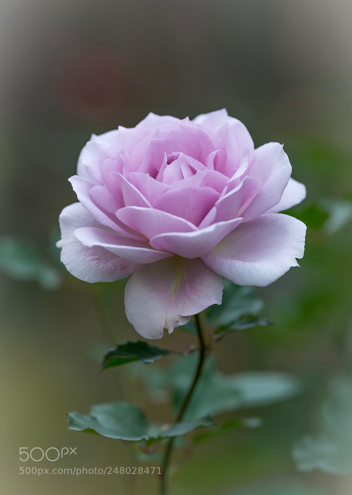 Nikon D800E sample photo. Rose photography