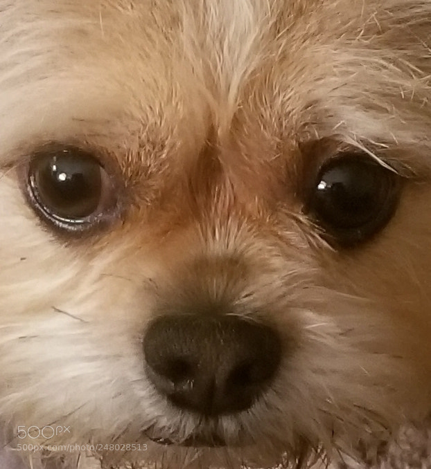 Samsung Galaxy S8+ sample photo. Untitled photography