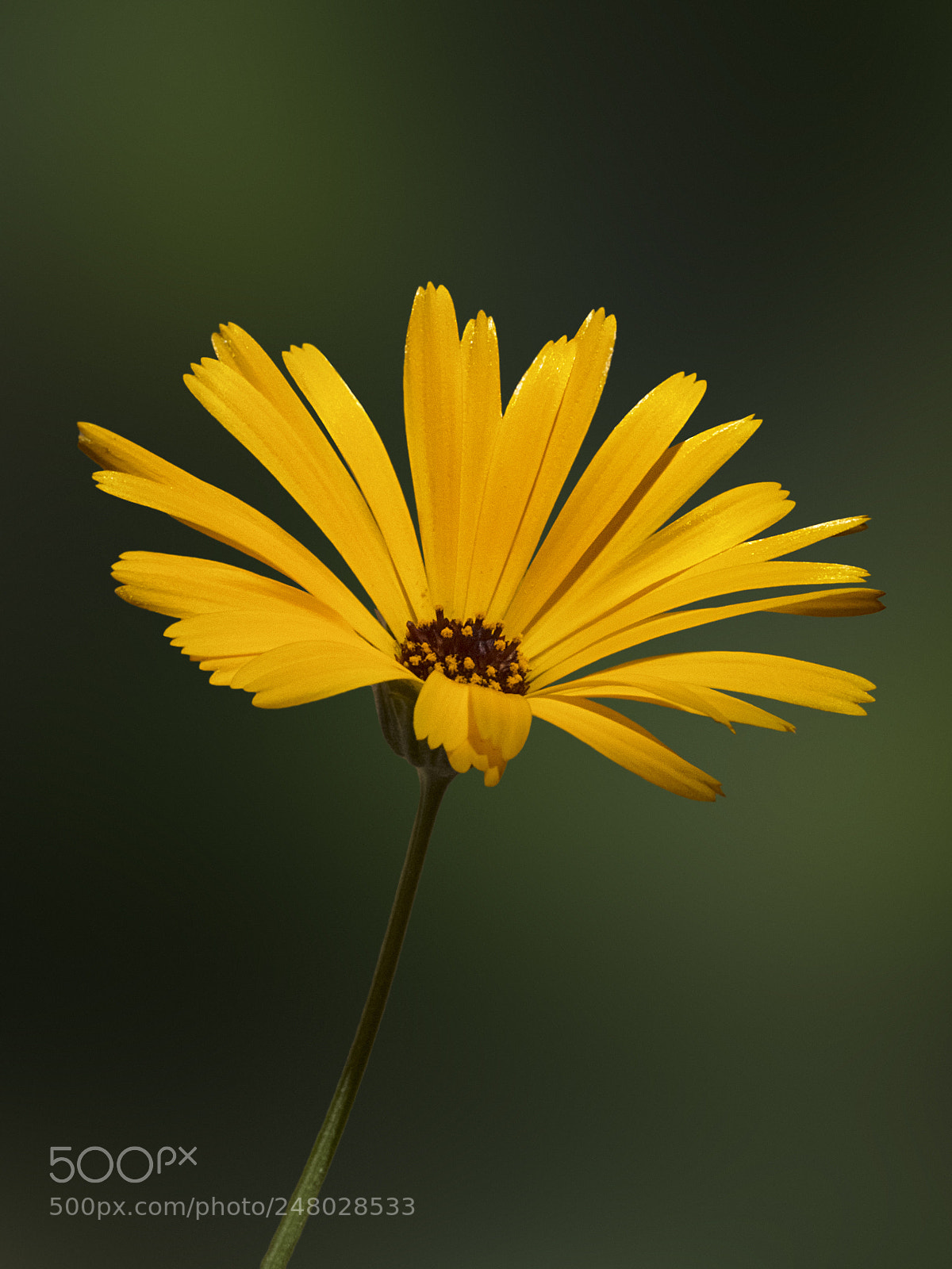 FujiFilm FinePix HS20 EXR (FinePix HS22 EXR) sample photo. Flower photography