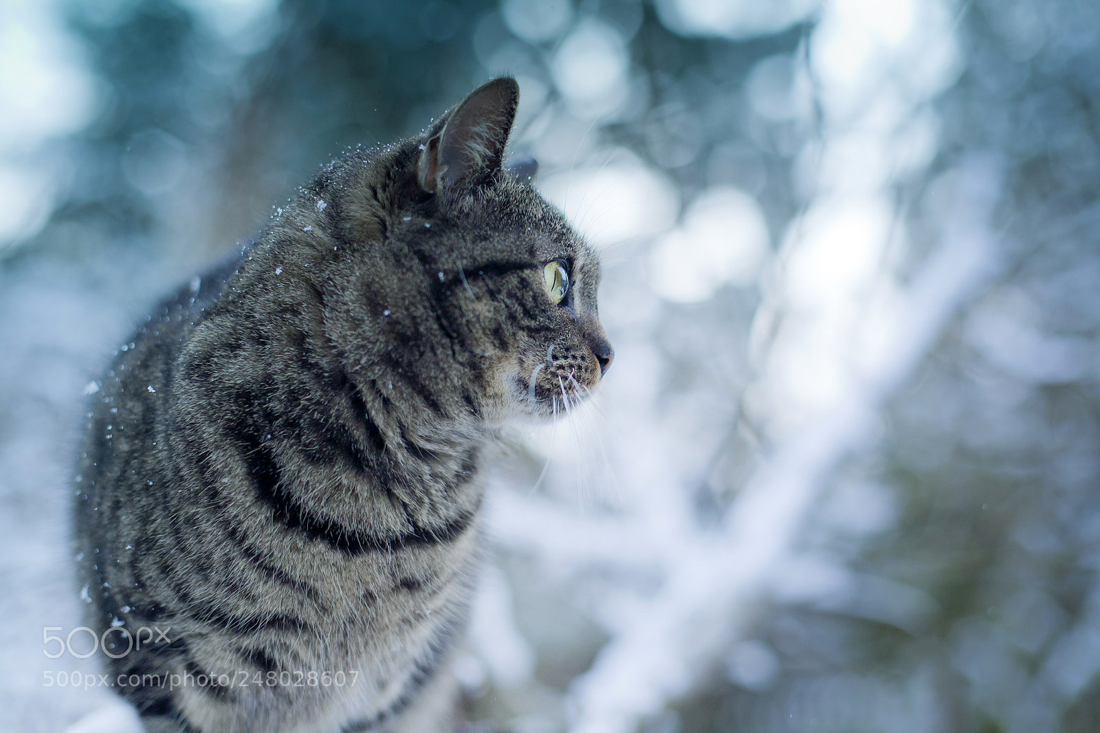 Canon EOS 5D sample photo. Winter princess photography