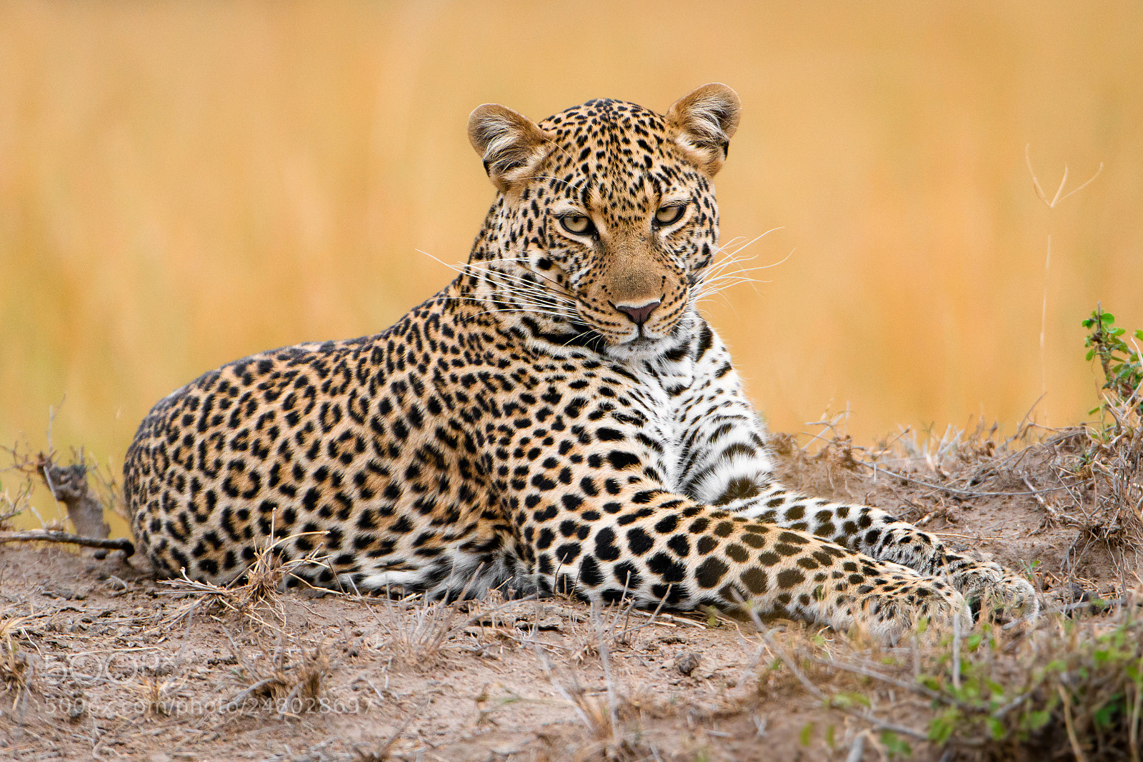 Nikon D500 sample photo. World wildlife day photography