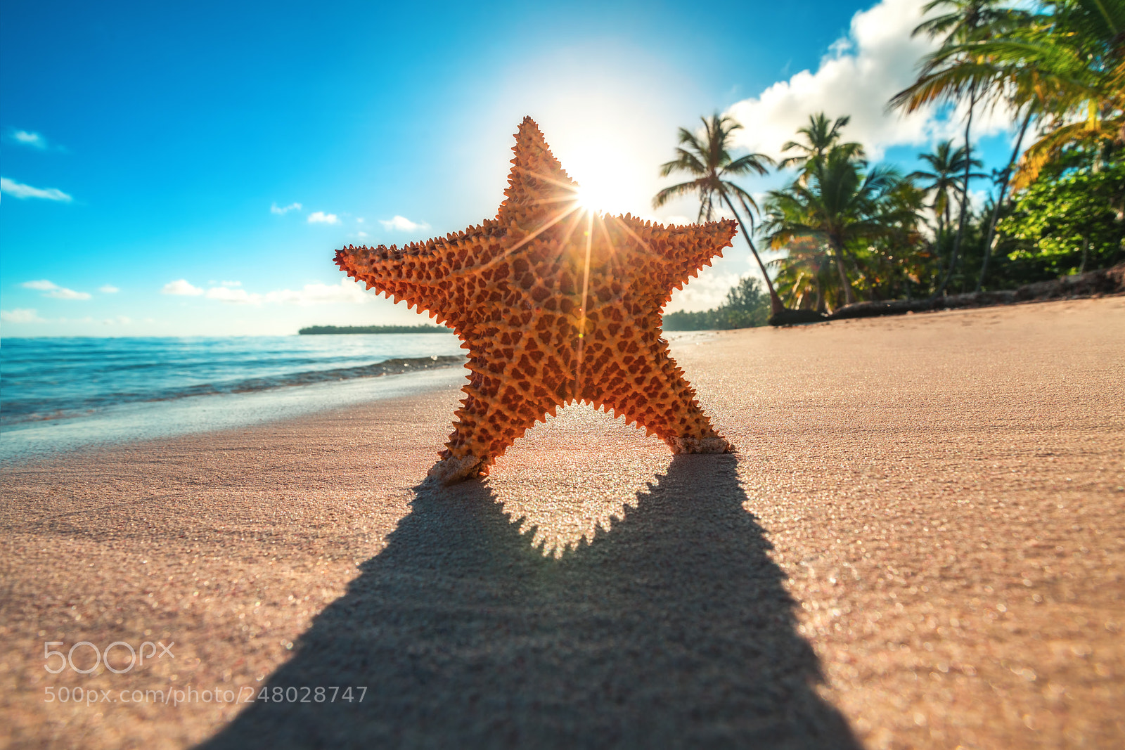 Sony a7R II sample photo. Starfish on the beach photography