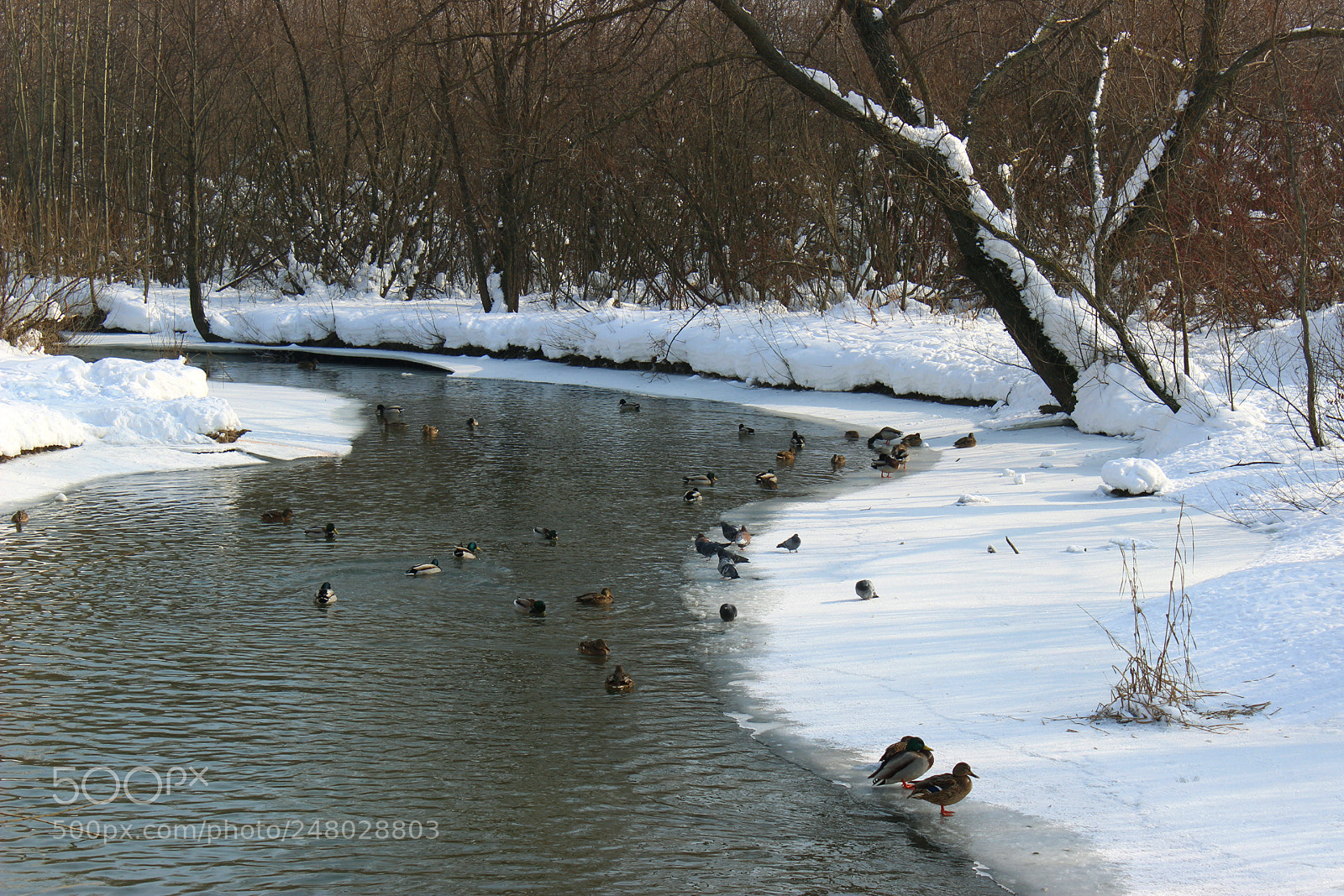 Canon EOS 600D (Rebel EOS T3i / EOS Kiss X5) sample photo. *** photography