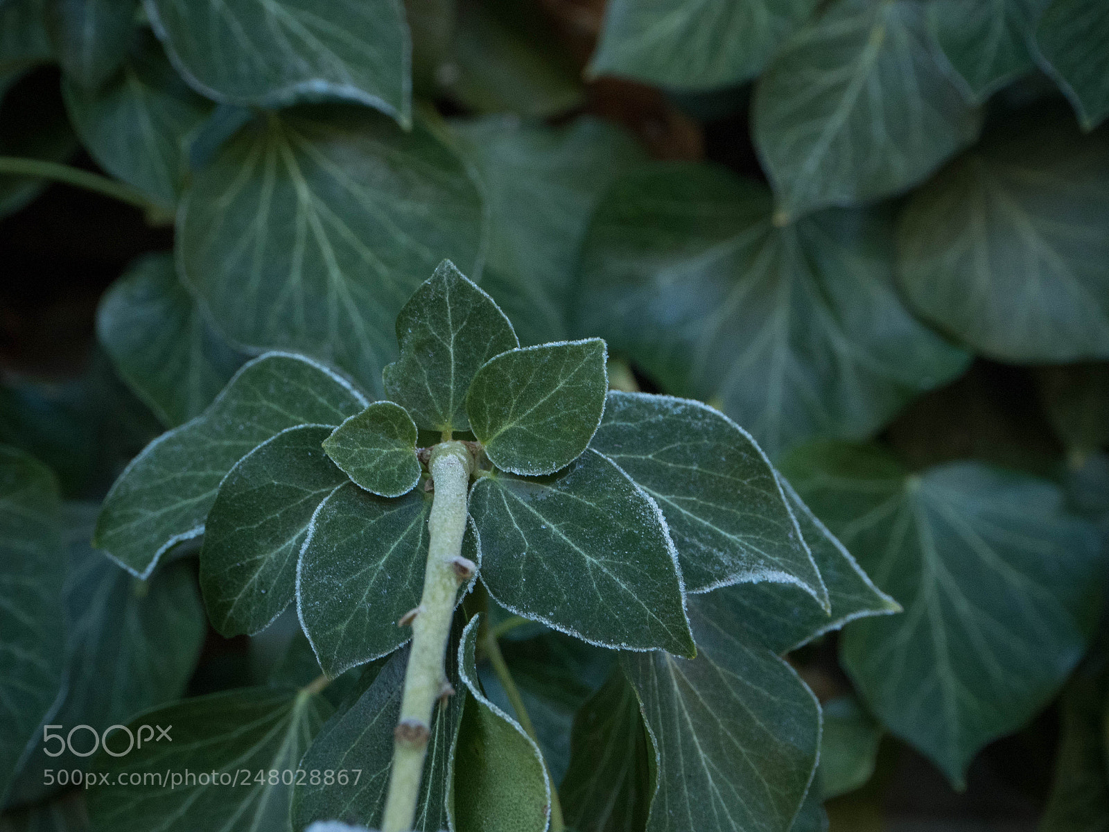 Olympus PEN E-PL7 sample photo. Frozen leaves photography