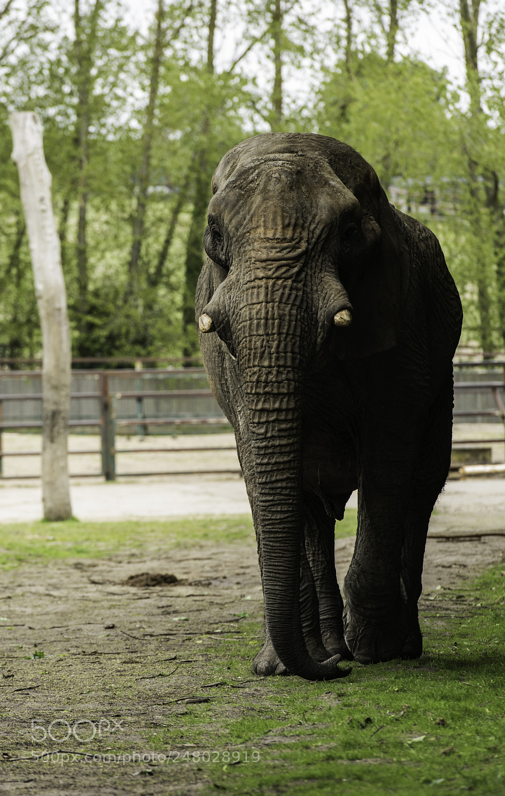 Nikon D810 sample photo. Elephant series photography