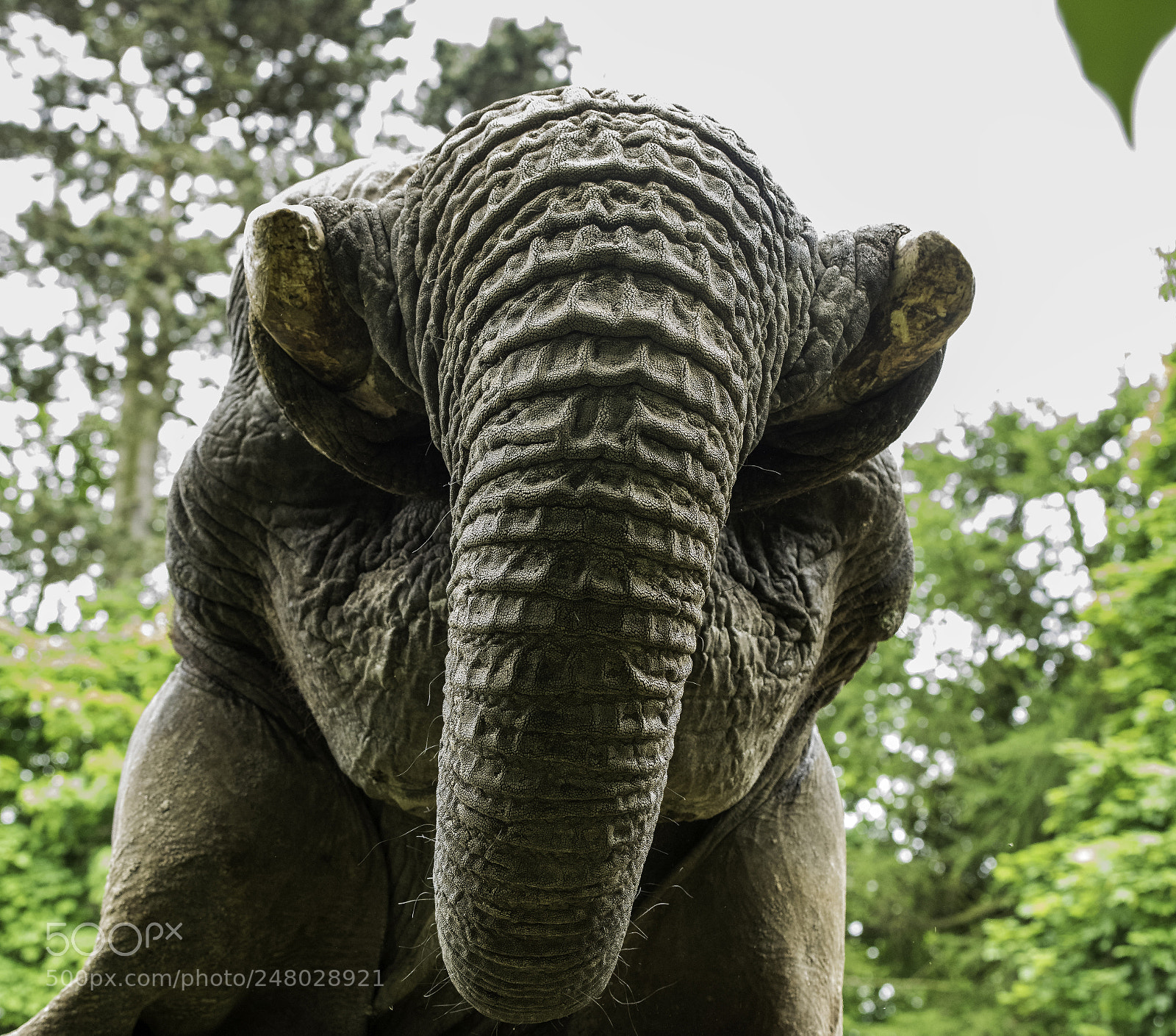 Nikon D810 sample photo. Elephant series photography