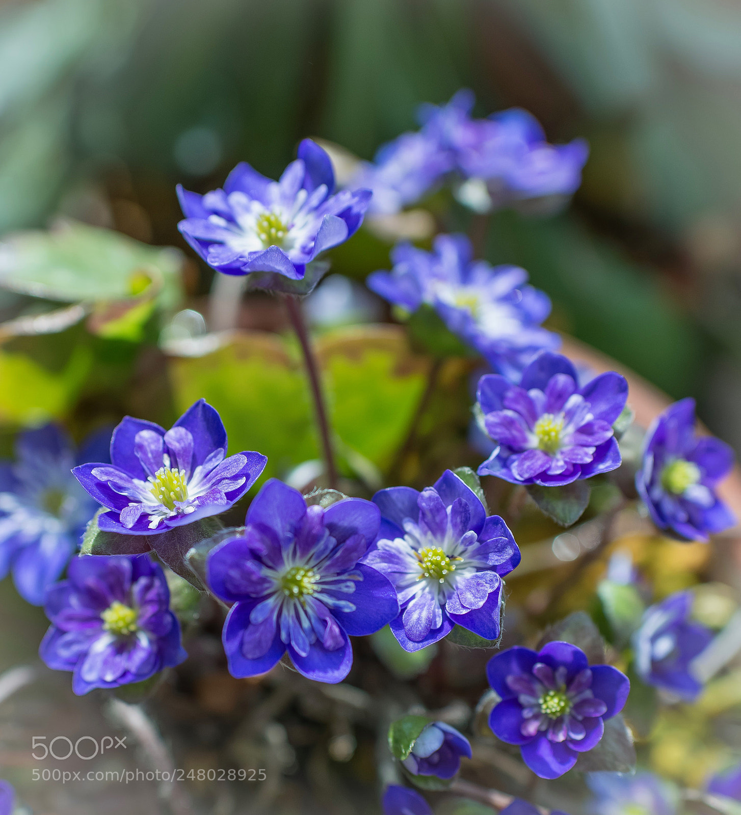 Nikon D800E sample photo. 雪割草 hepatica photography